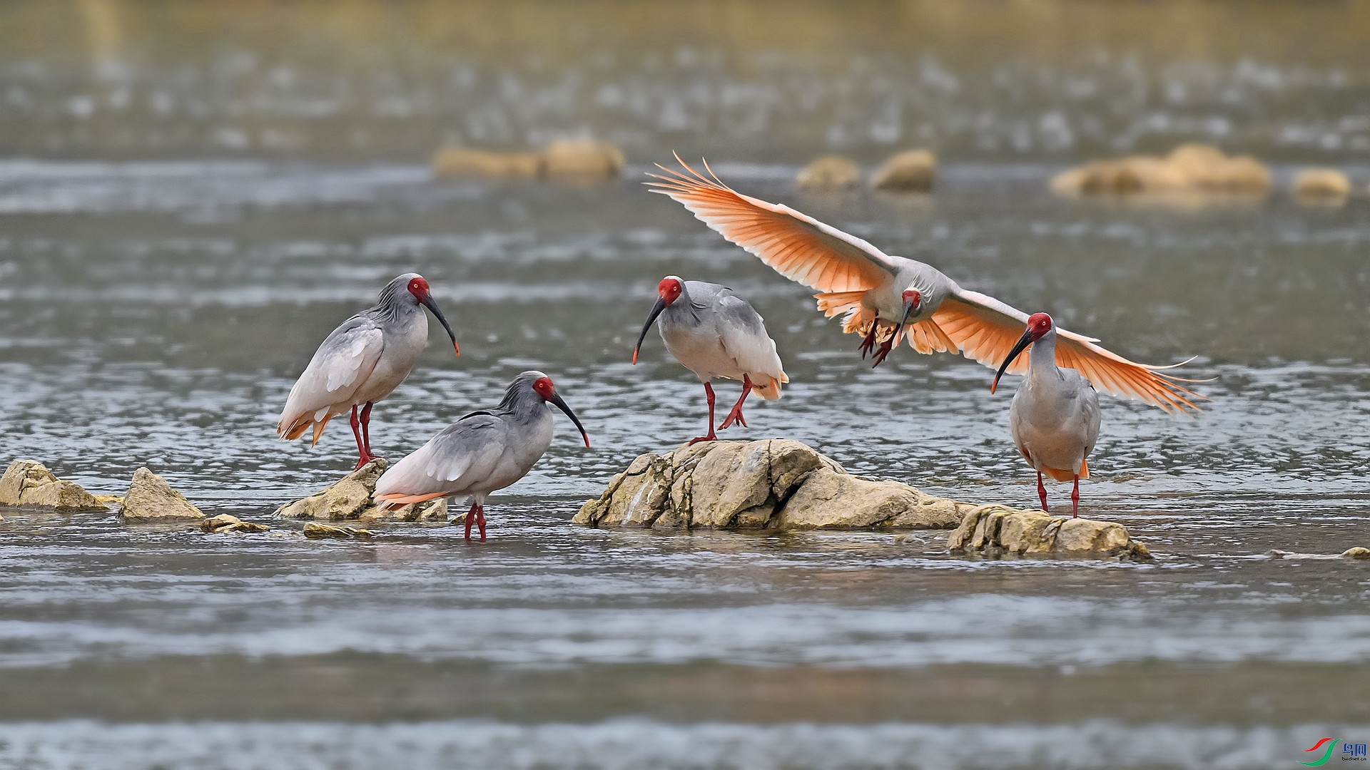 DSC_ 4855_����.jpg