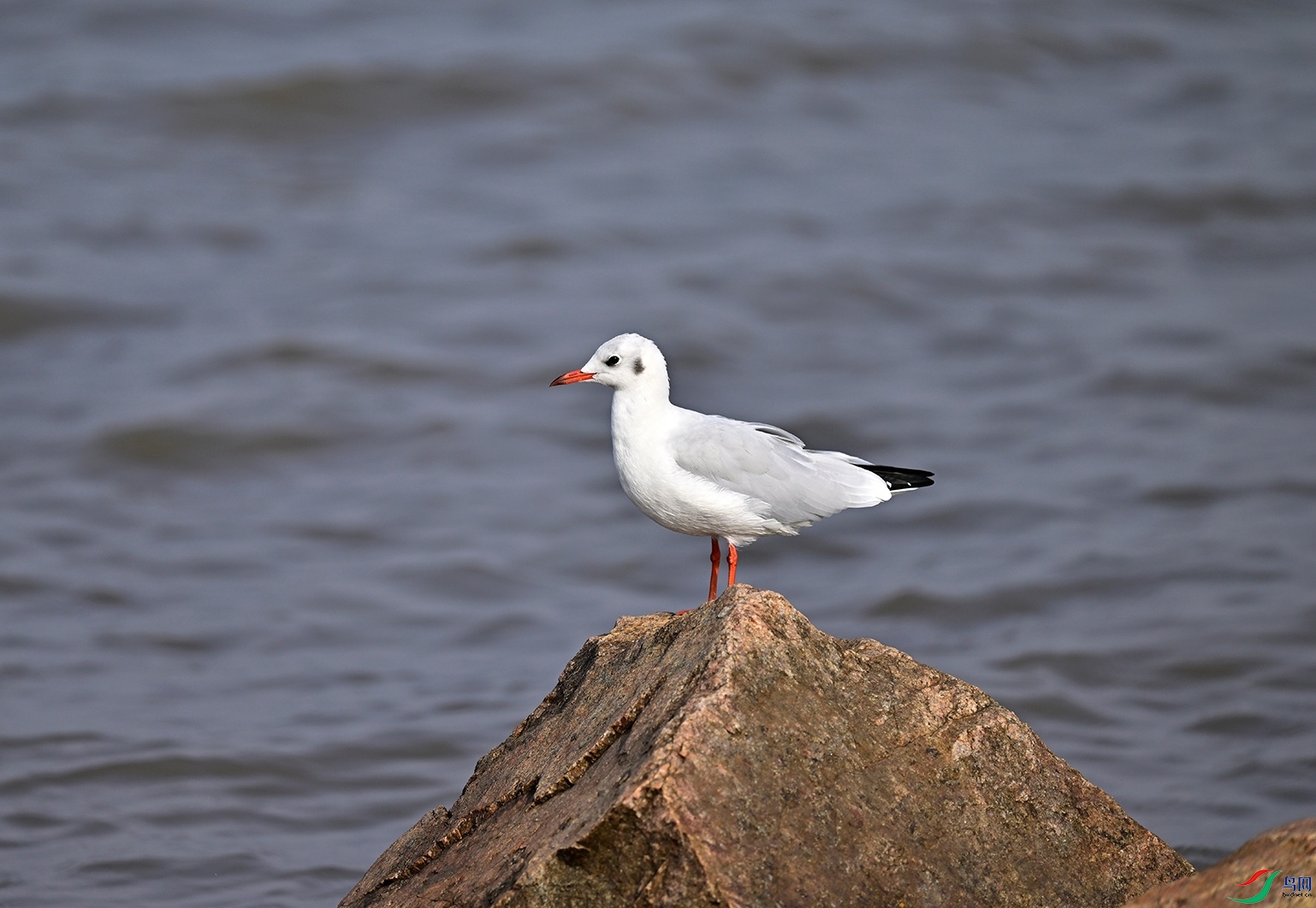 _DSC6377f.jpg