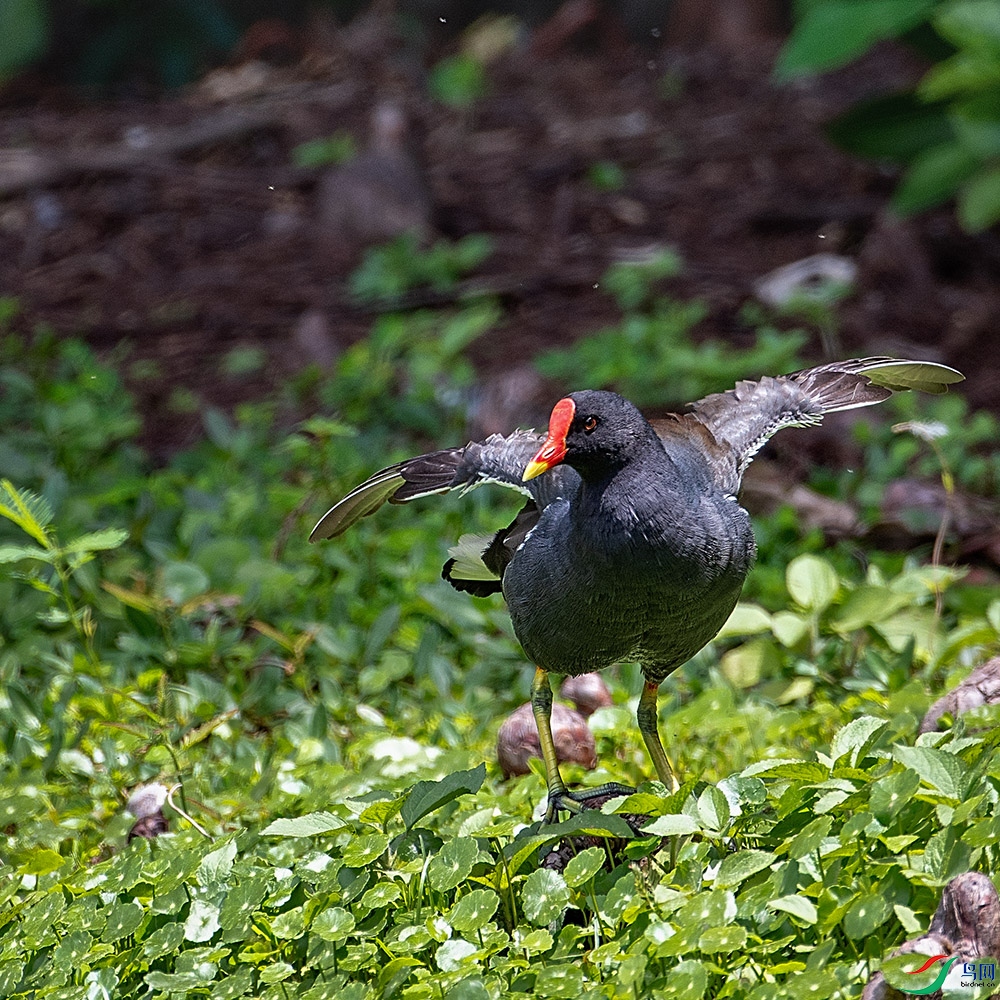 DSC_0719-11.jpg