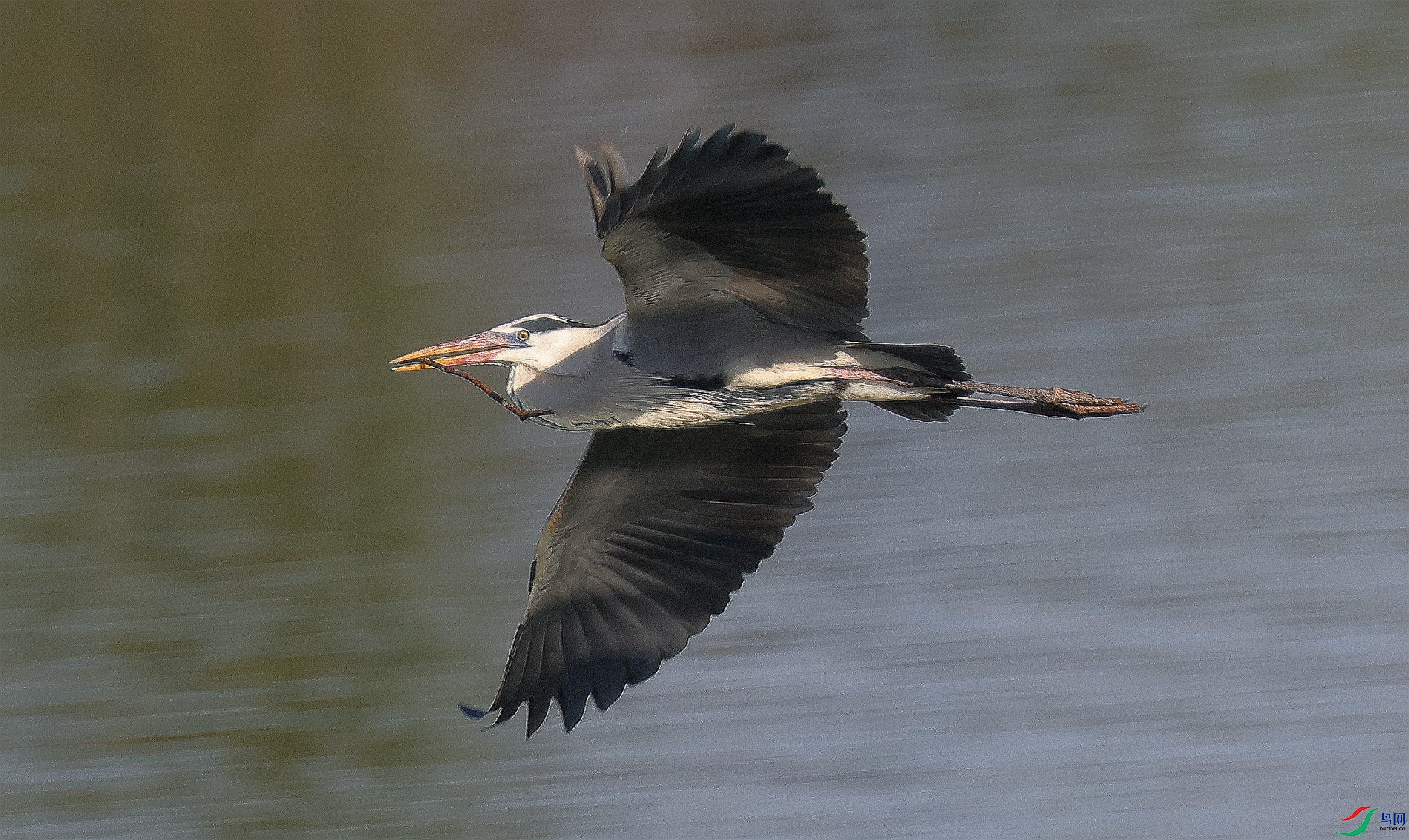 ��֦����