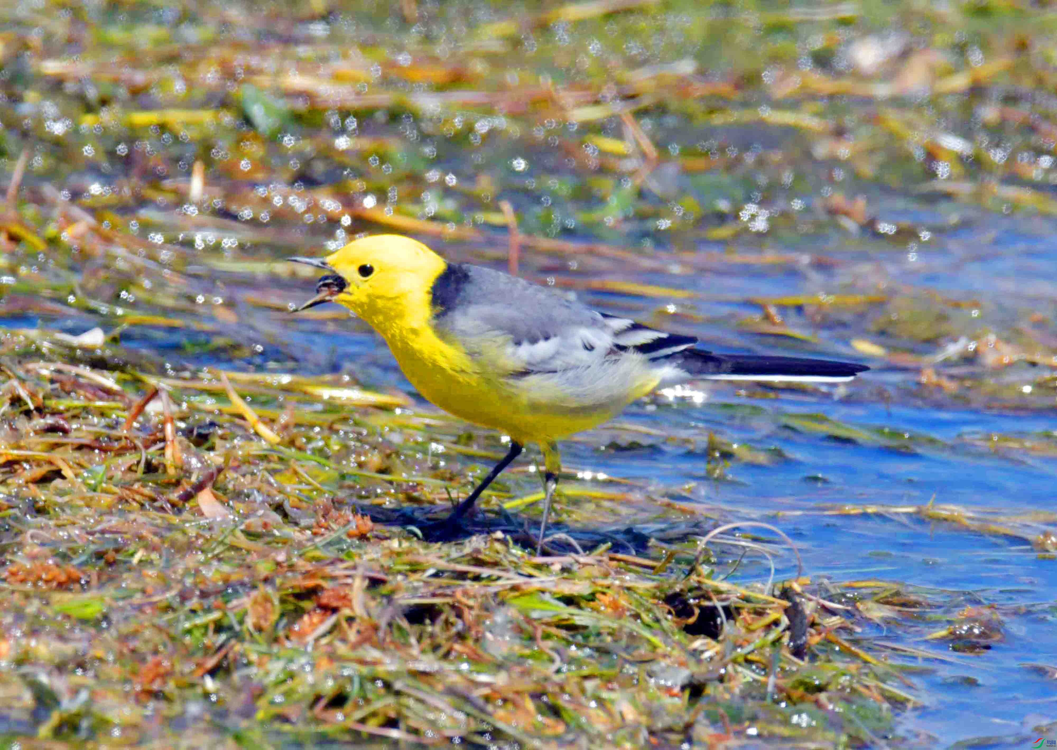 DSC_0439.JPG