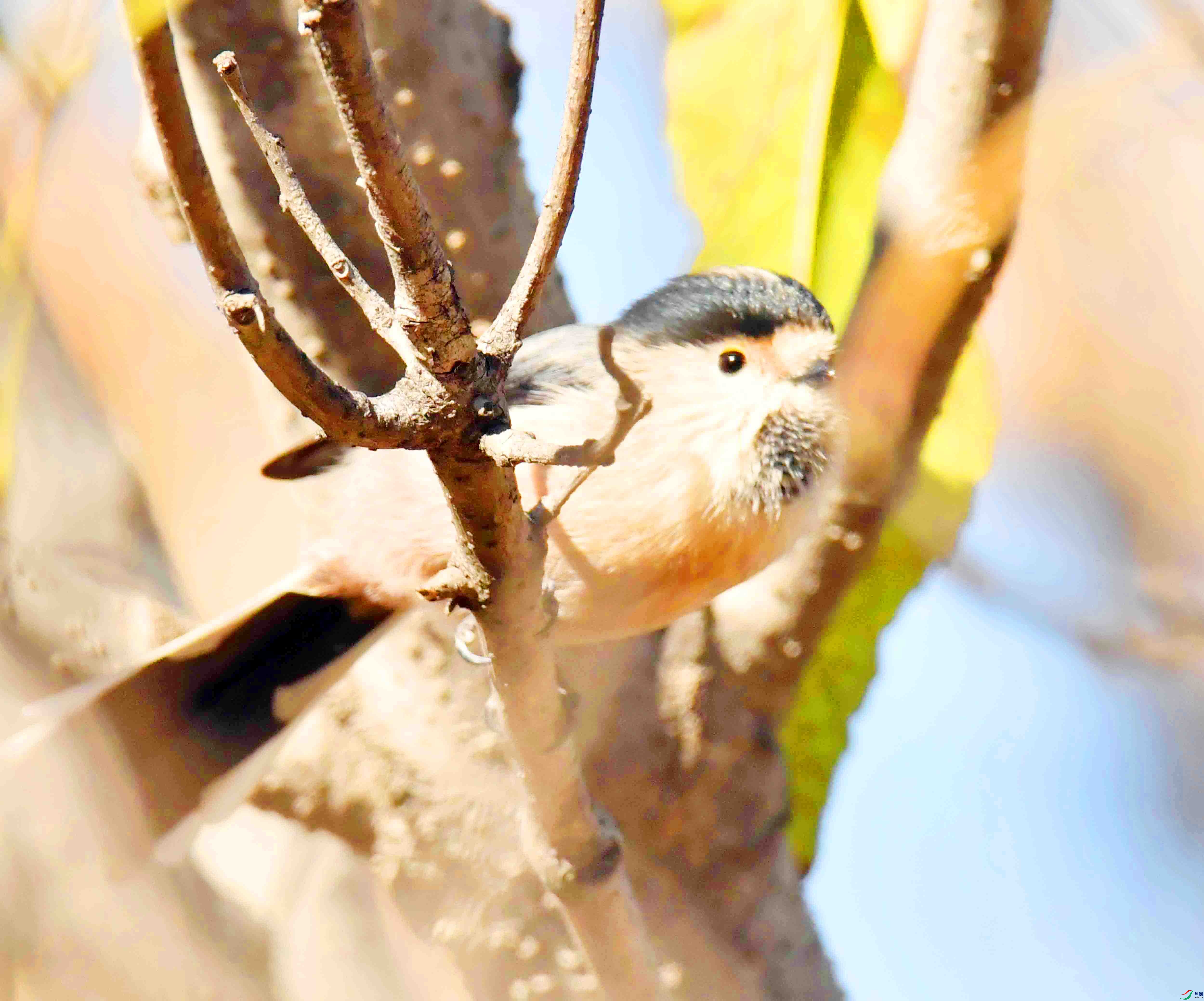 DSC_9593.JPG