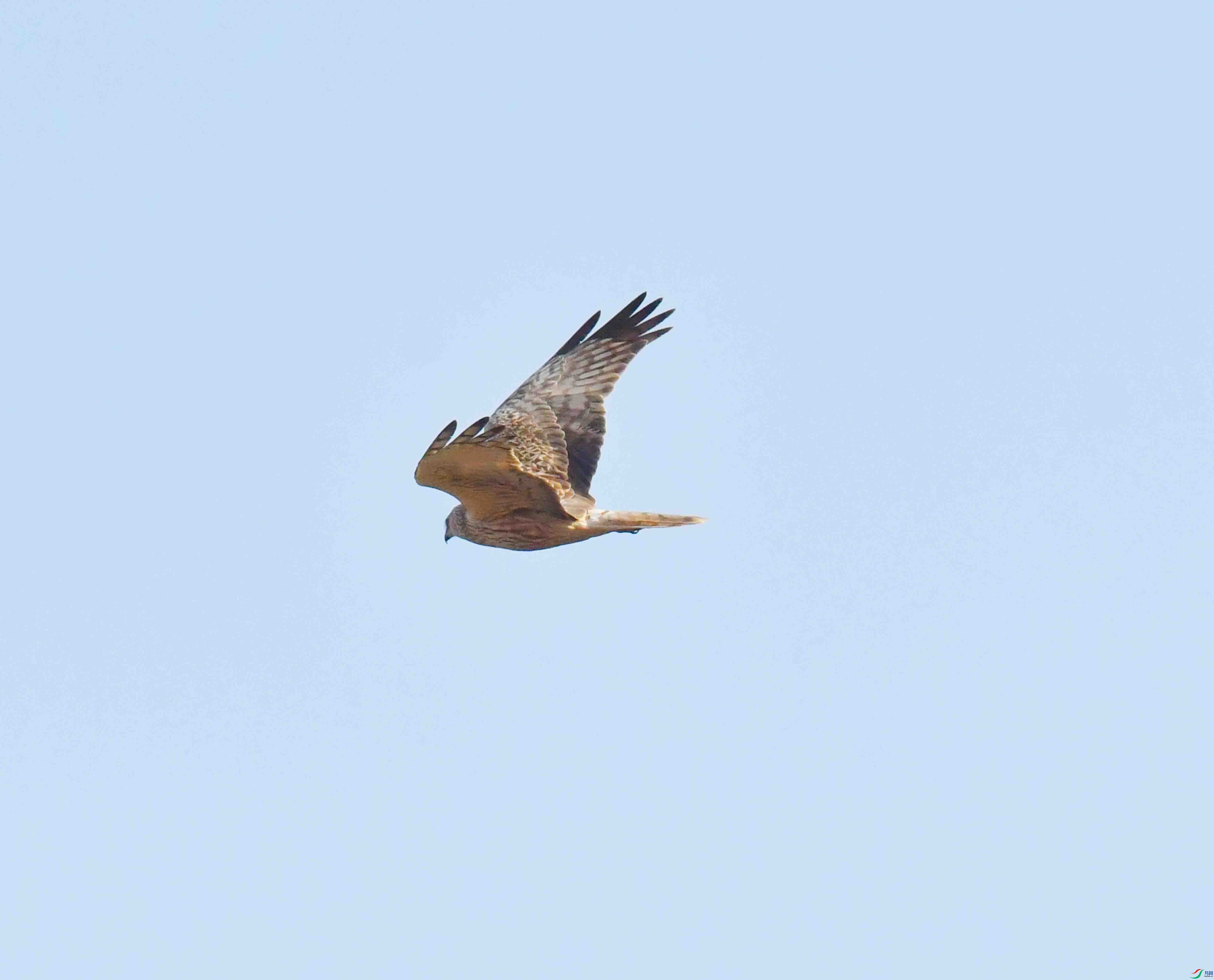 DSC_4176.JPG