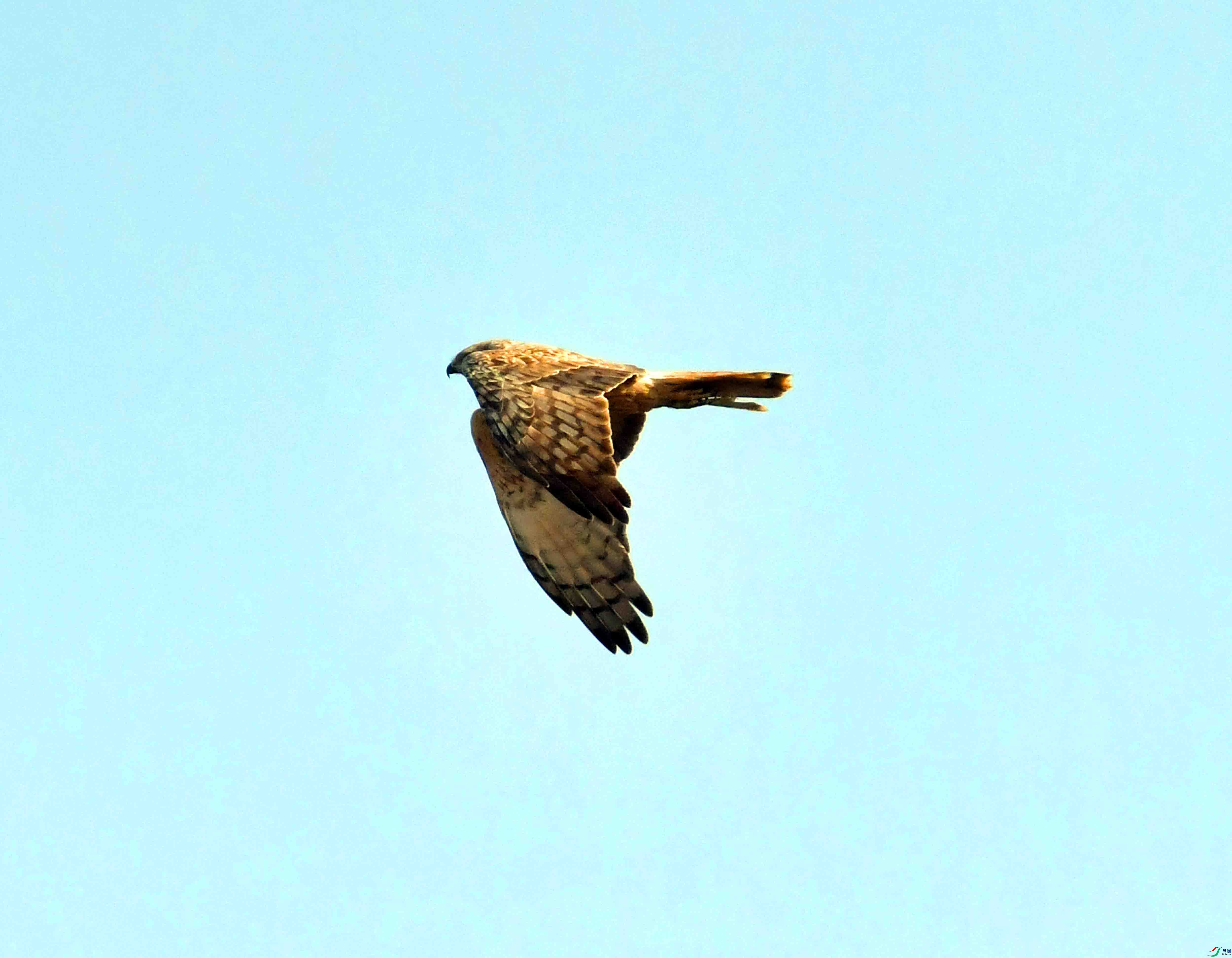 DSC_4178.JPG