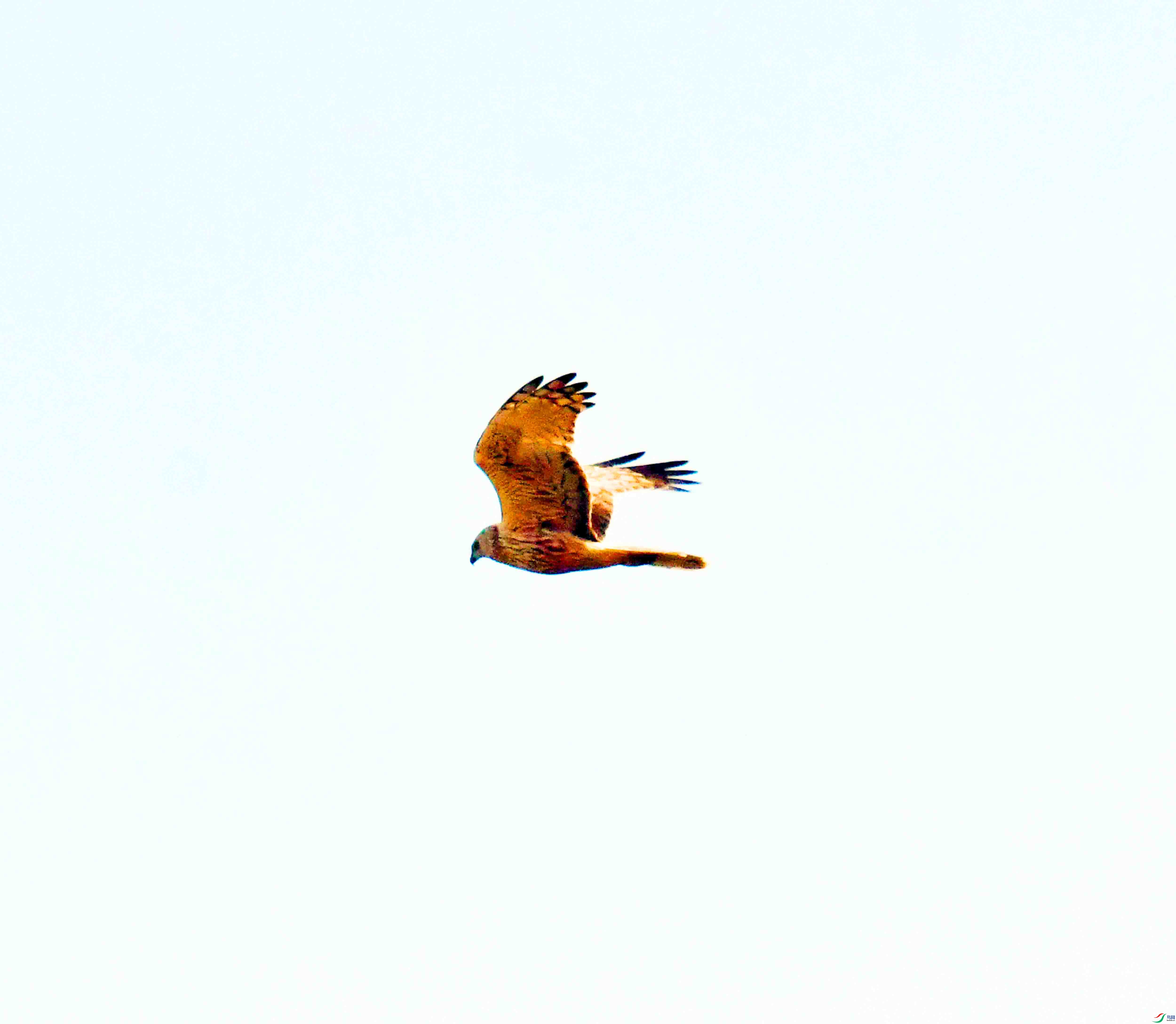 DSC_4206.JPG