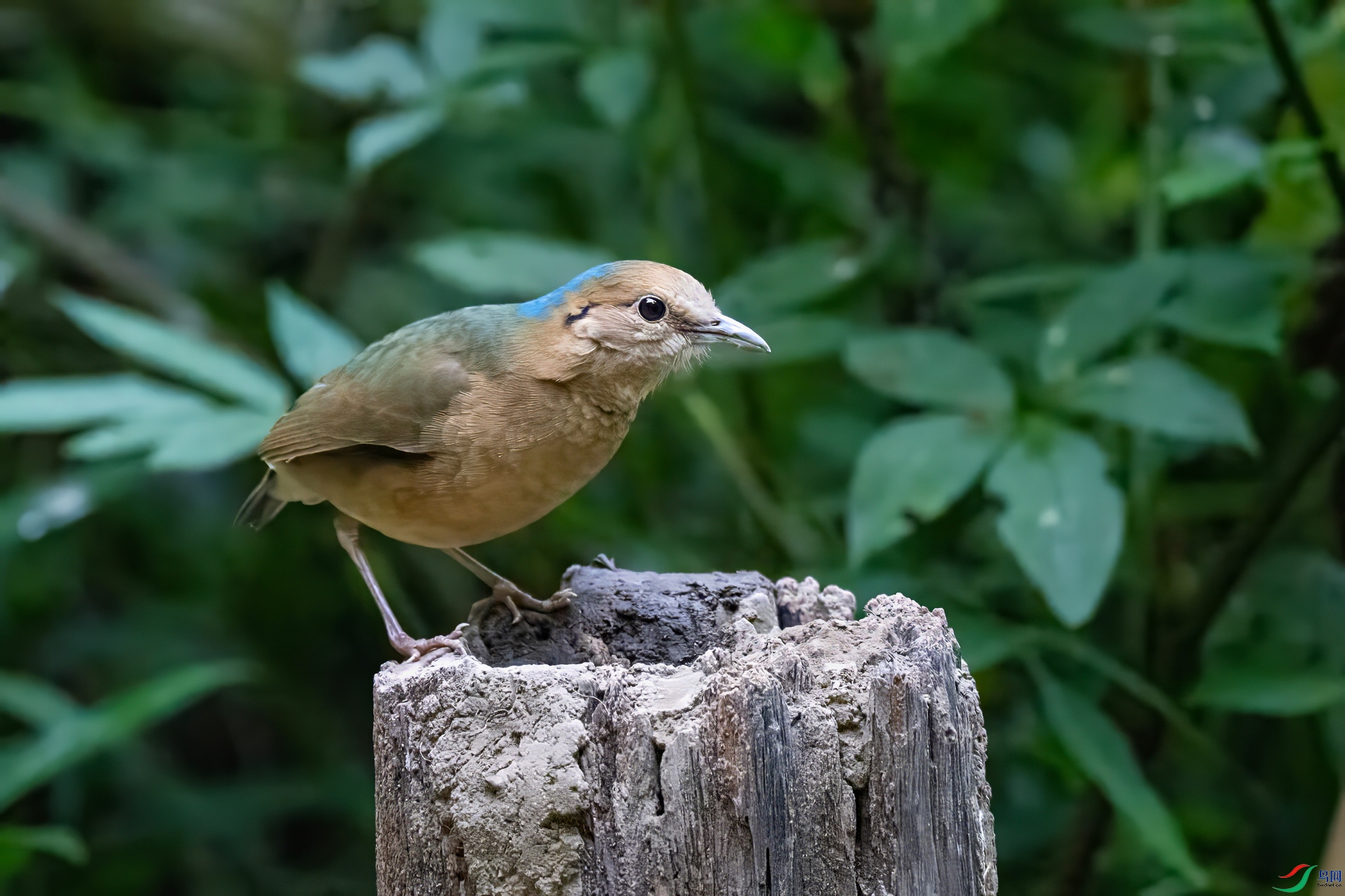 DSC_7036-denoise-sharpen.jpg