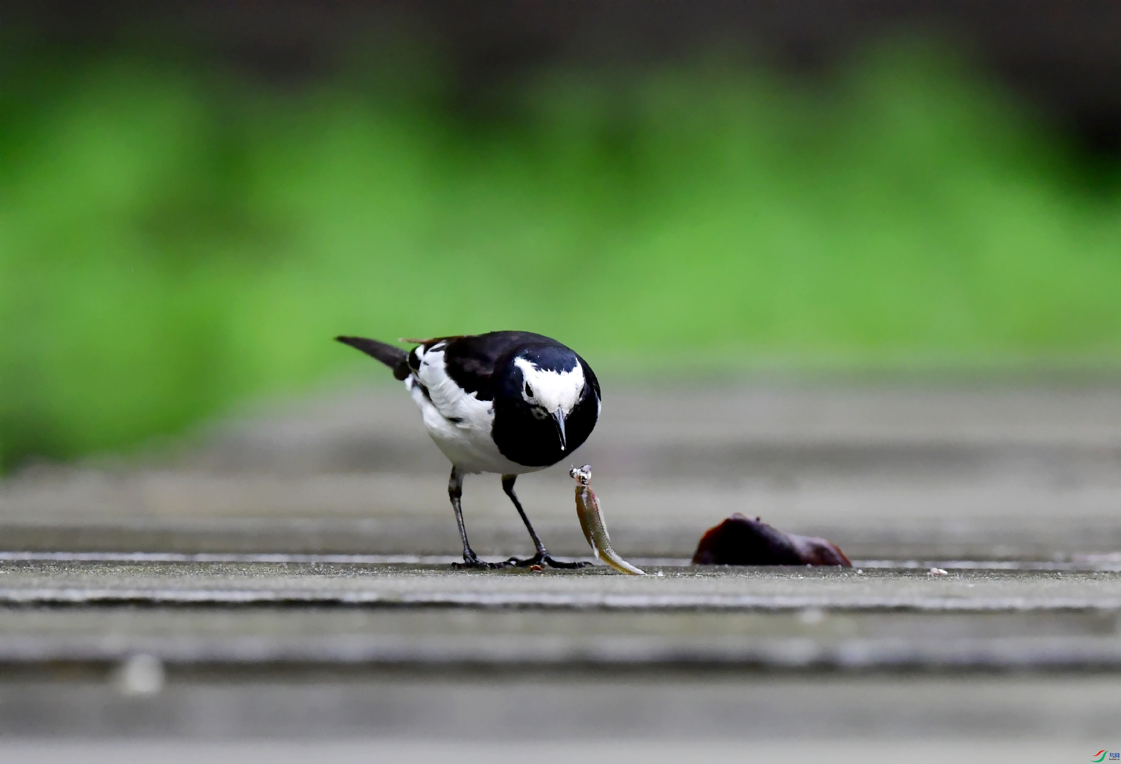 DSC_4523_conew1.jpg