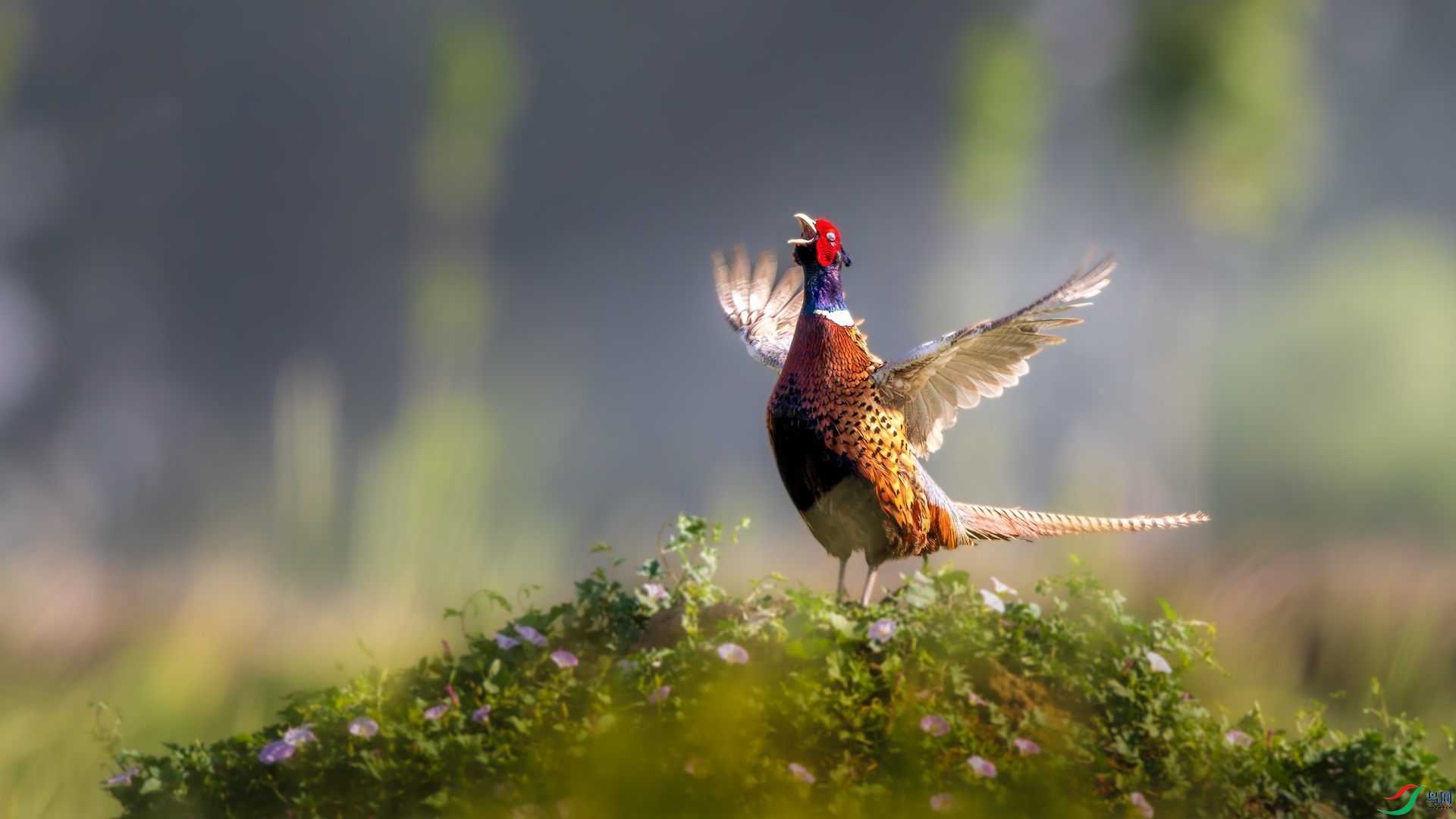 1_XXL0658-����ǿ-NR ����.jpeg