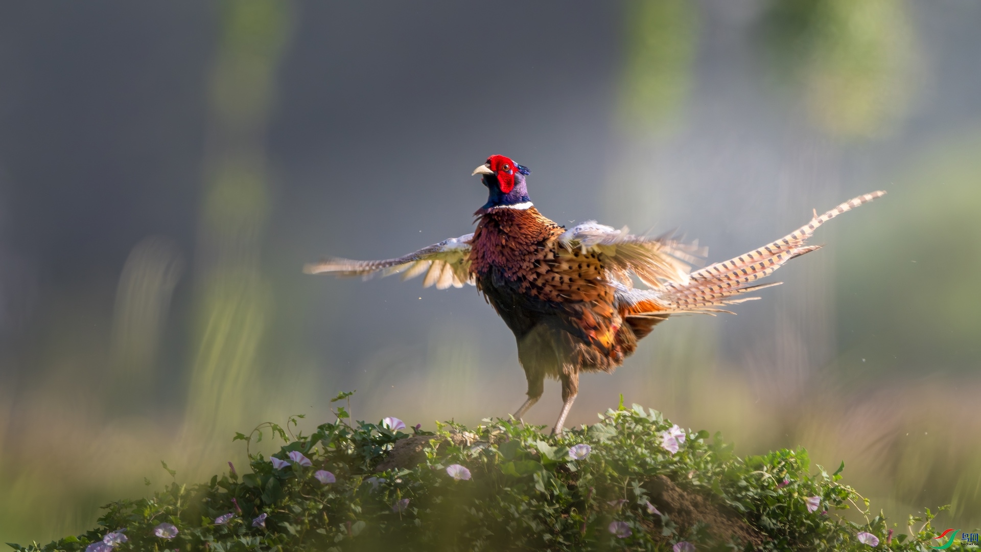 1_XXL0670-����ǿ-NR ����.jpeg