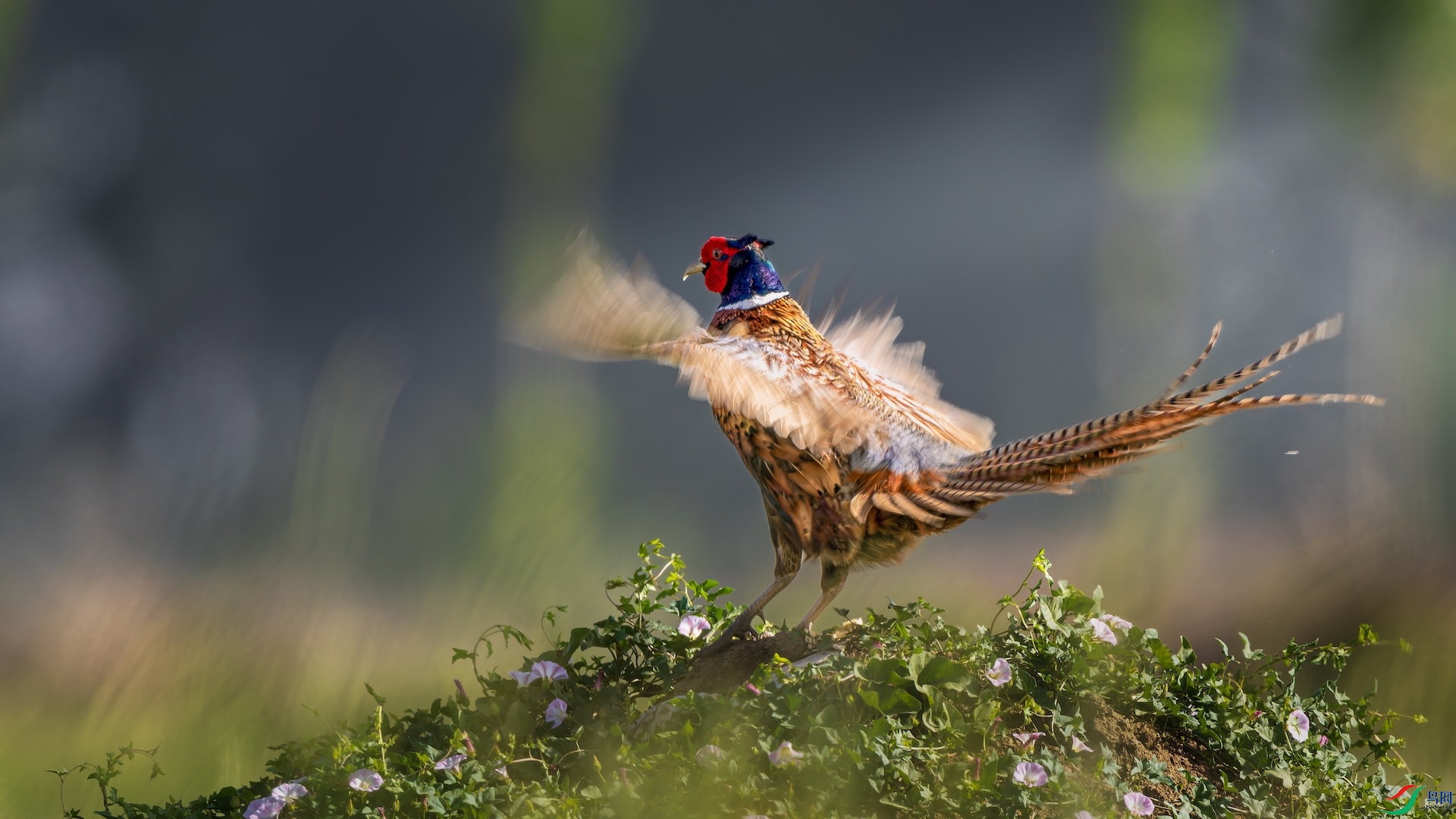 1_XXL0826-����ǿ-NR ����.jpeg