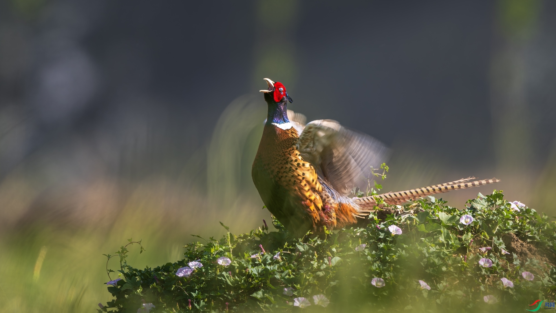 1_XXL0849-����ǿ-NR ����.jpeg