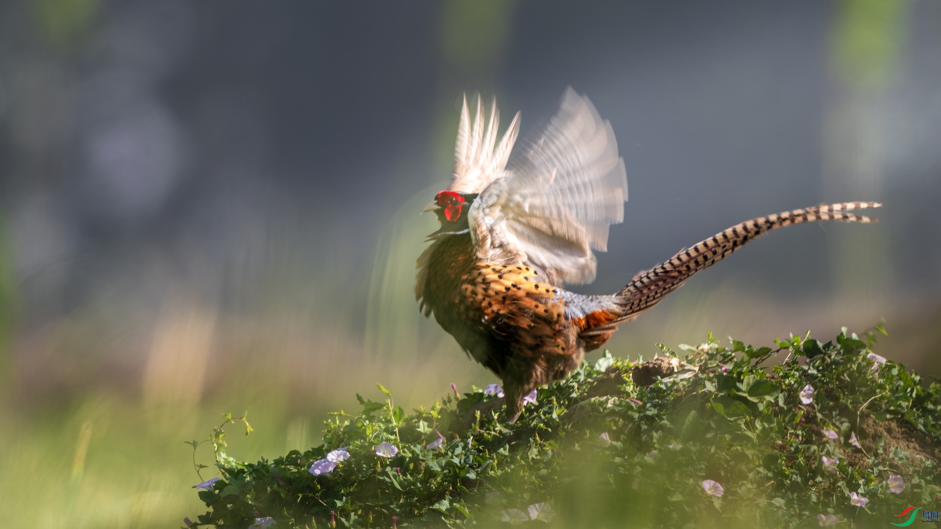 1_XXL0859-����ǿ-NR ����.jpeg