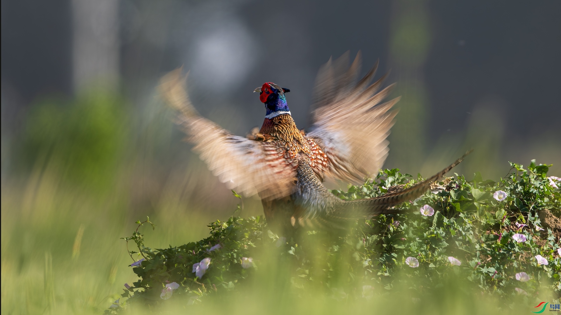 1_XXL0886-����ǿ-NR ����.jpeg