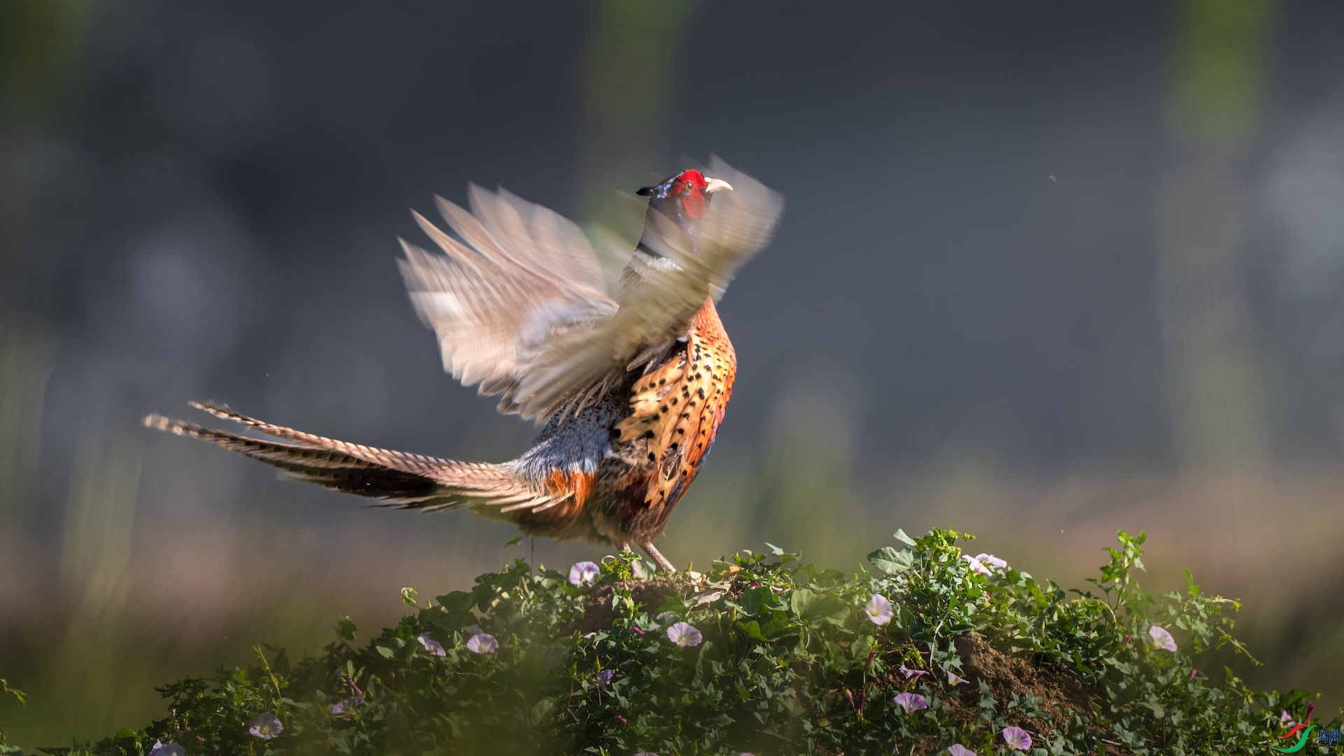 1_XXL0929-����ǿ-NR ����.jpeg