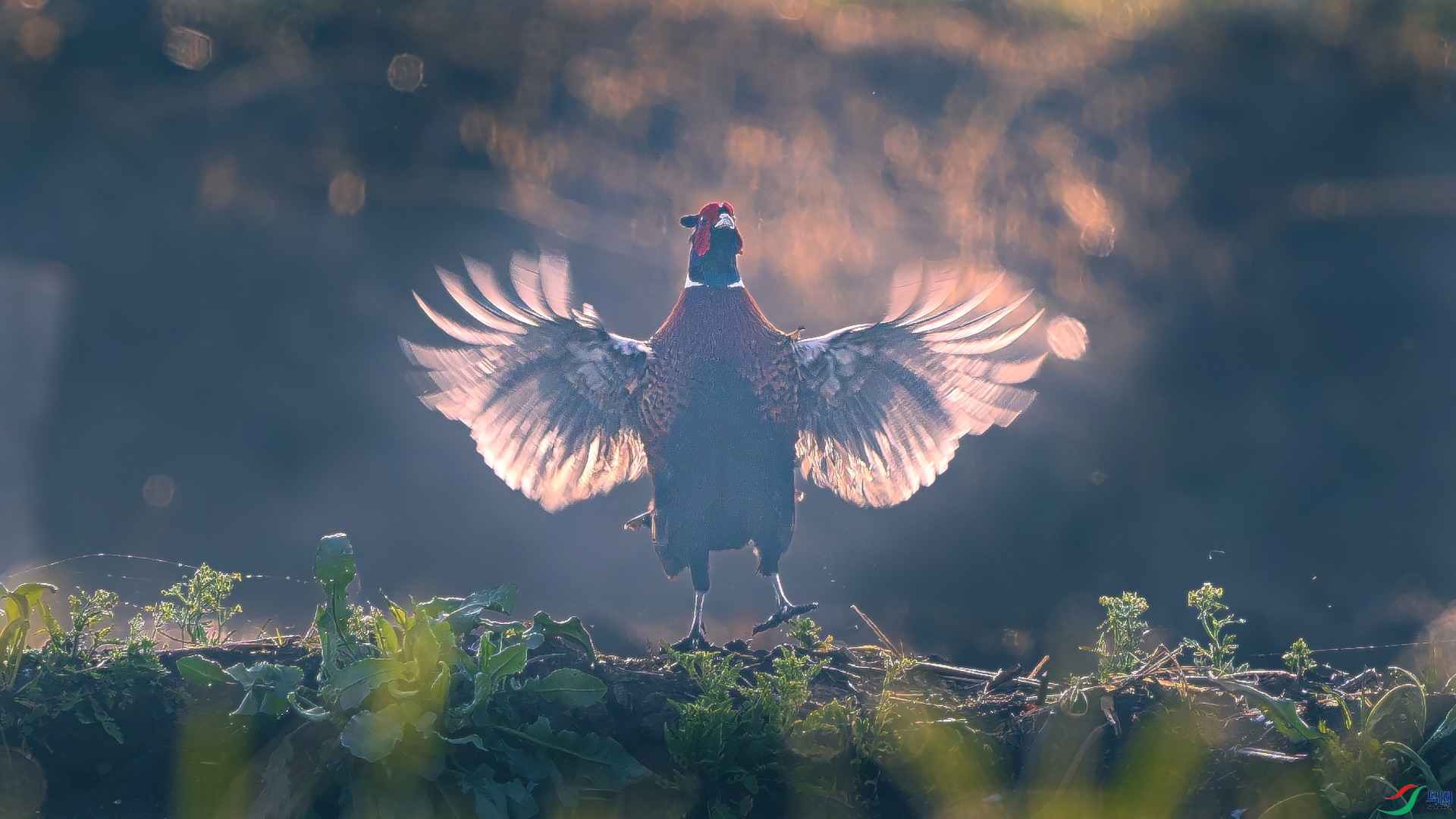 1_XXL4986-����ǿ-NR ����.jpeg