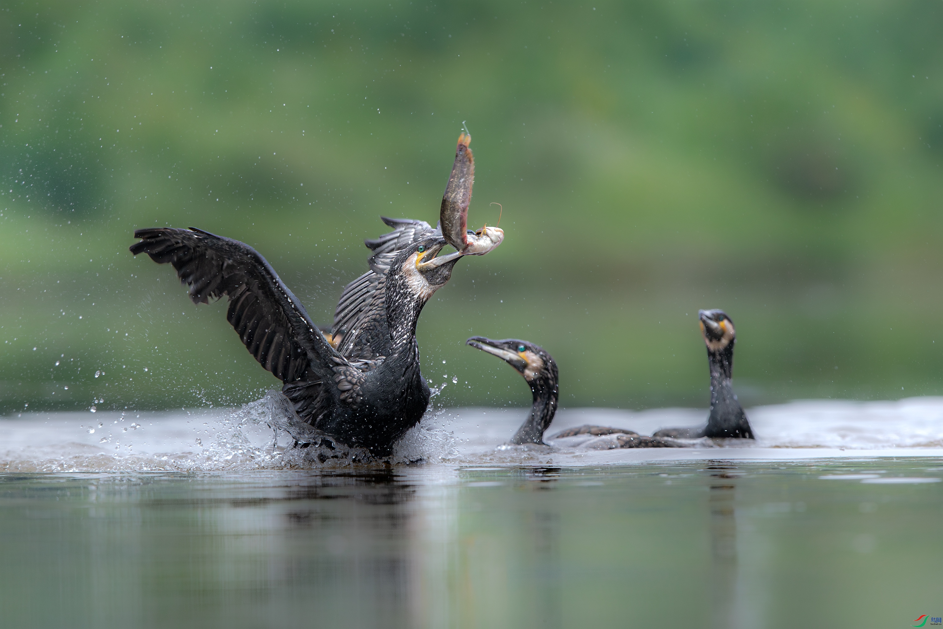 AY8I0877- ����.jpg