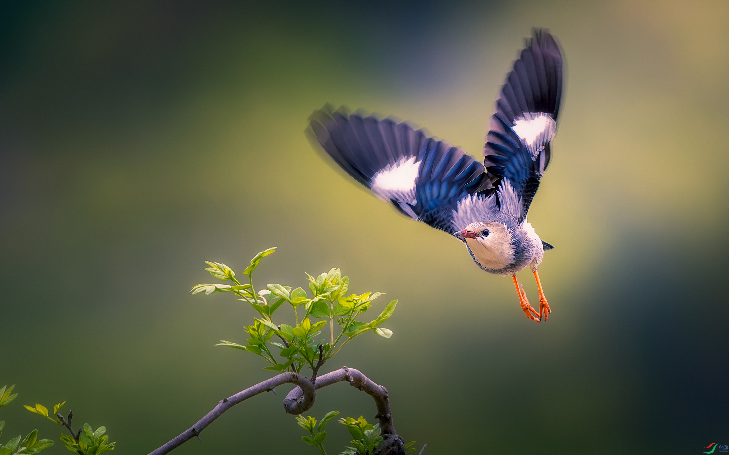 DSC_8863-����ǿ-NR ���� 2.jpg