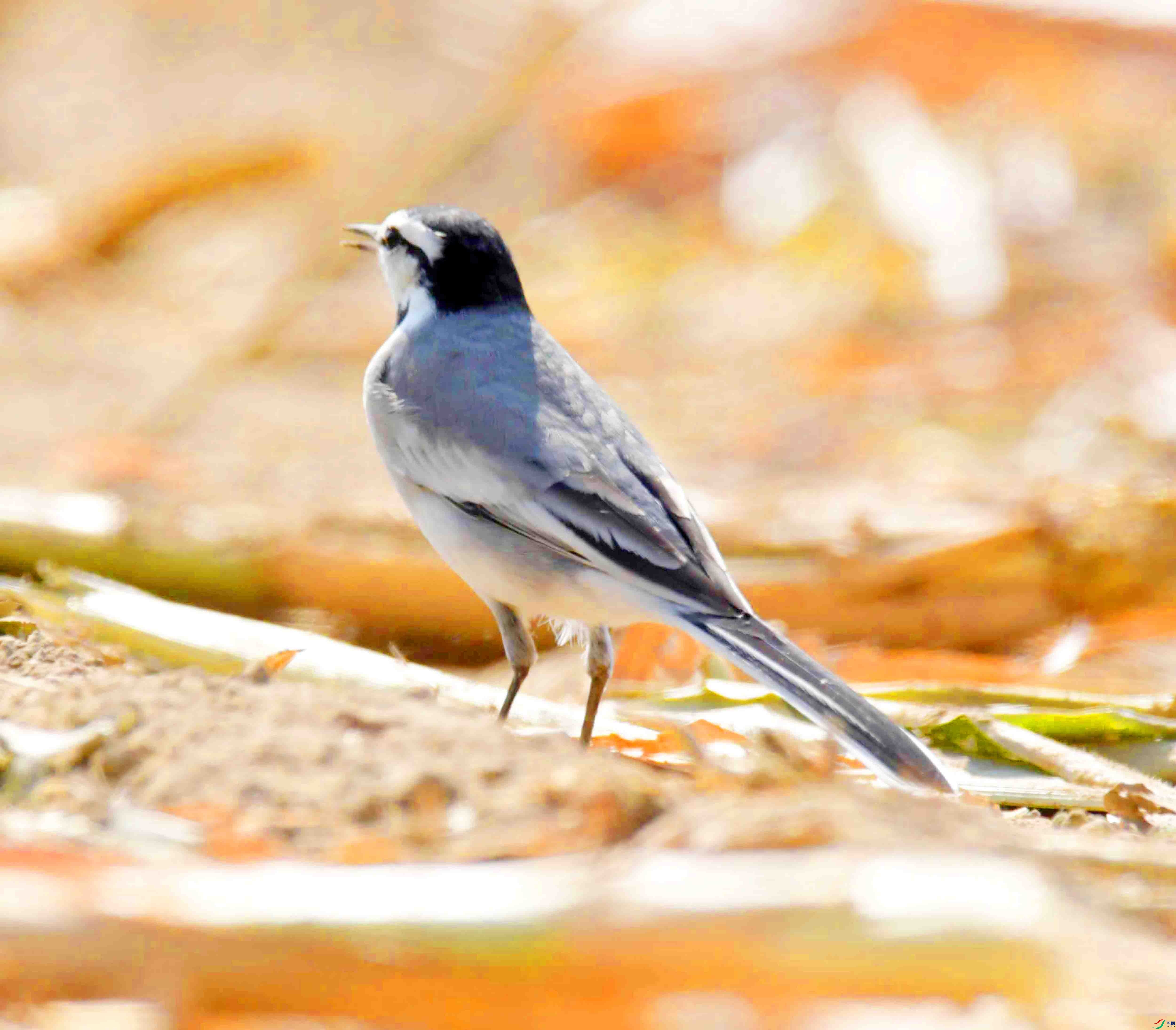 DSC_1809.JPG