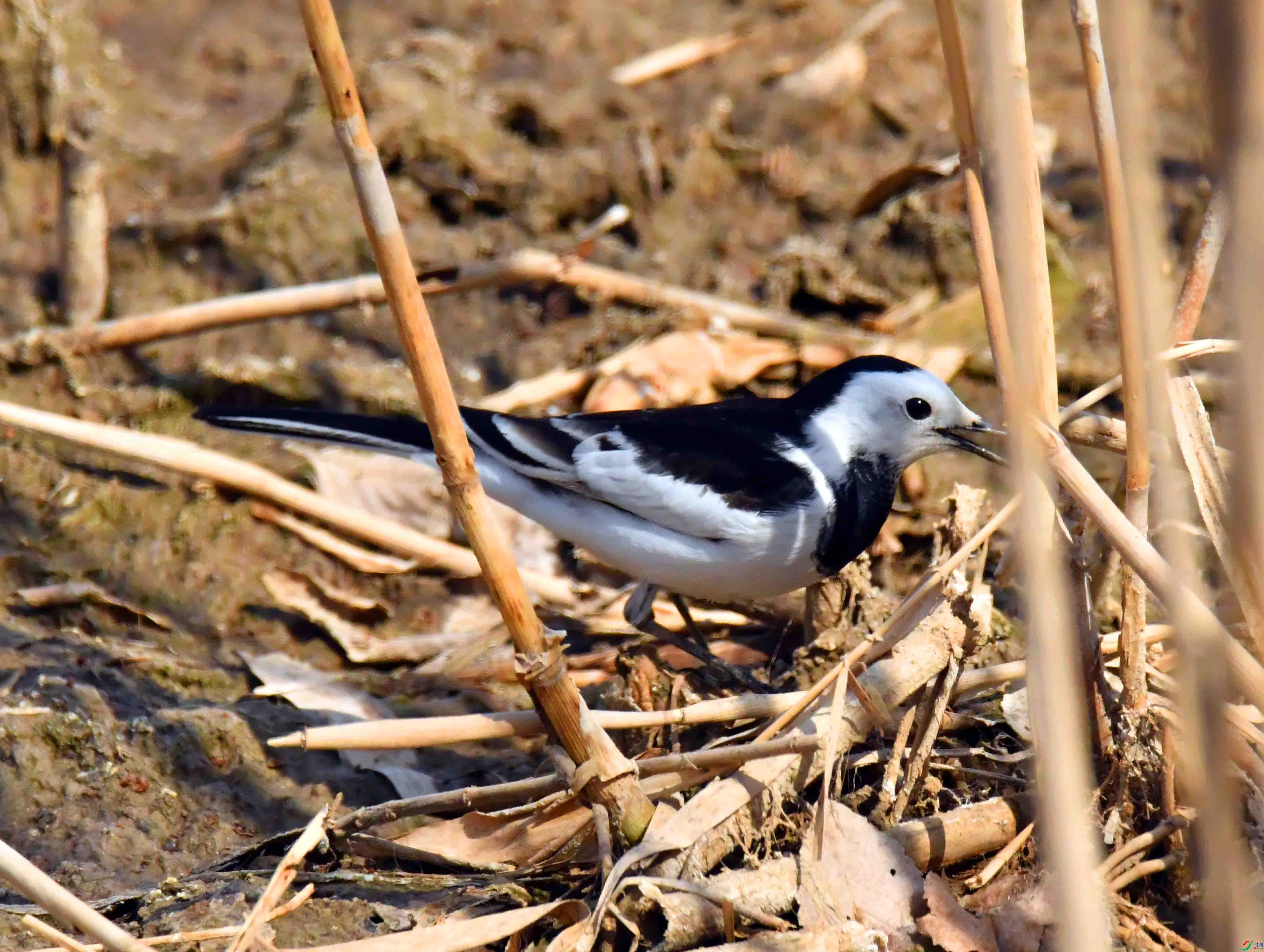 DSC_5087.JPG