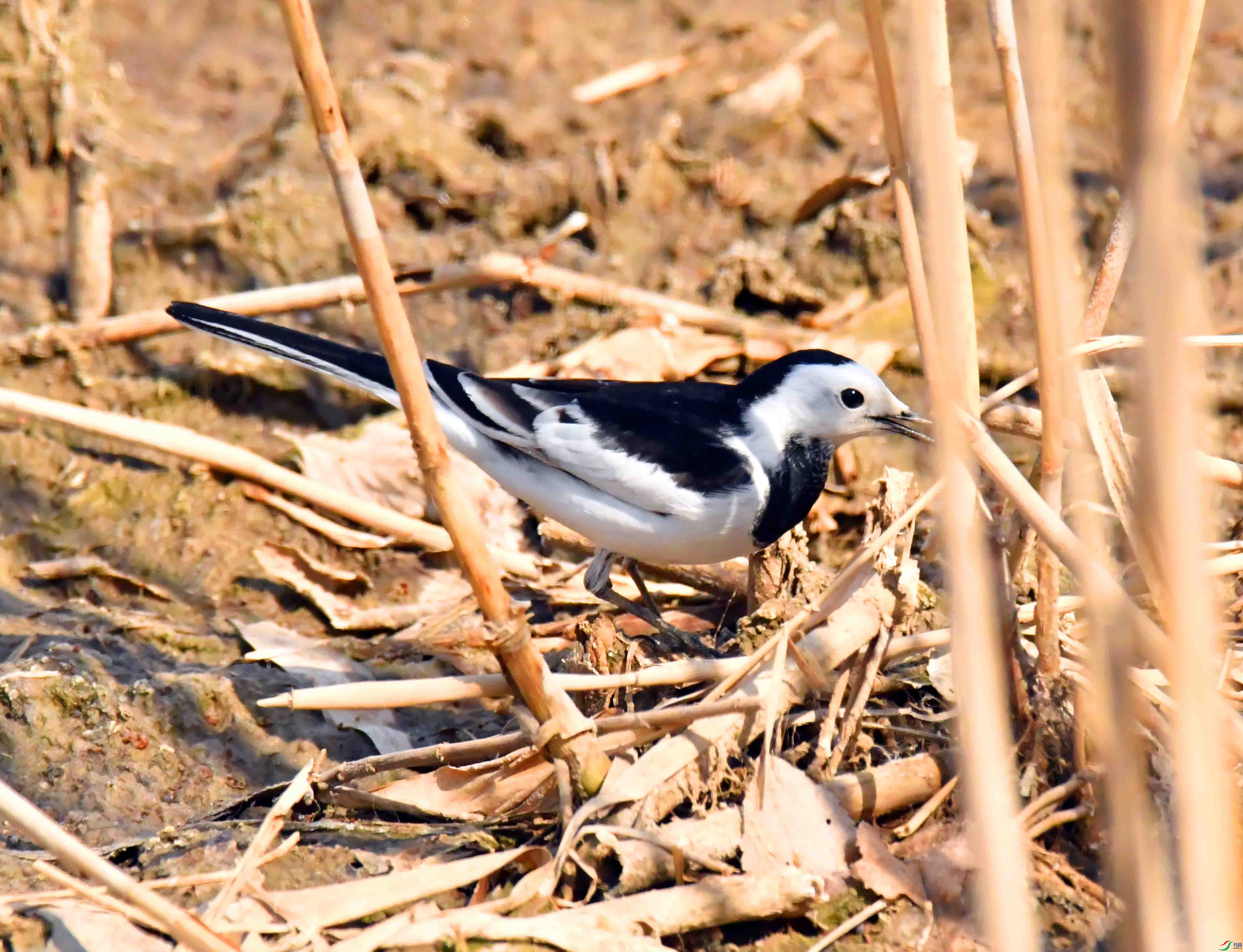 DSC_5088.JPG