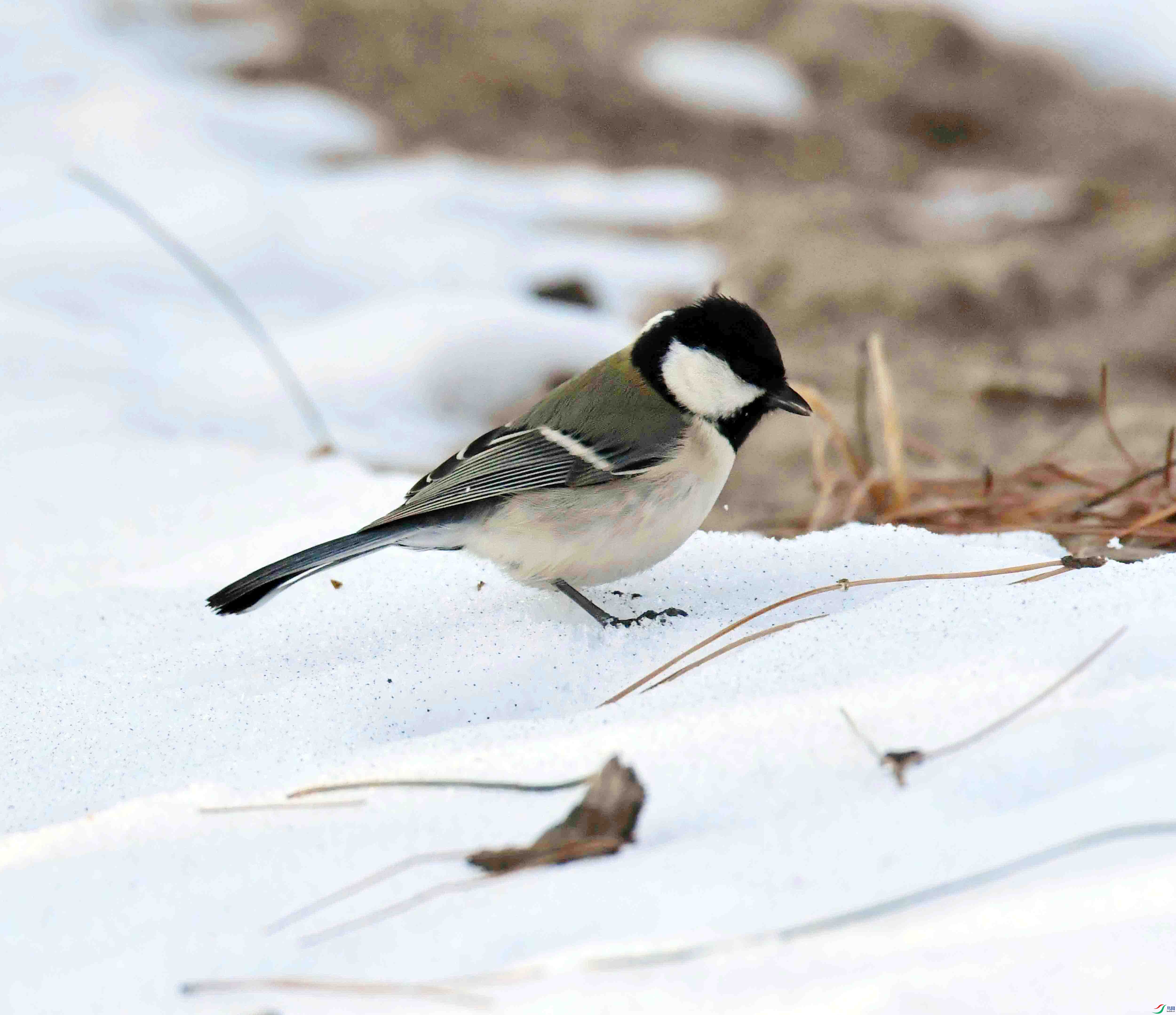 DSC_4055.JPG