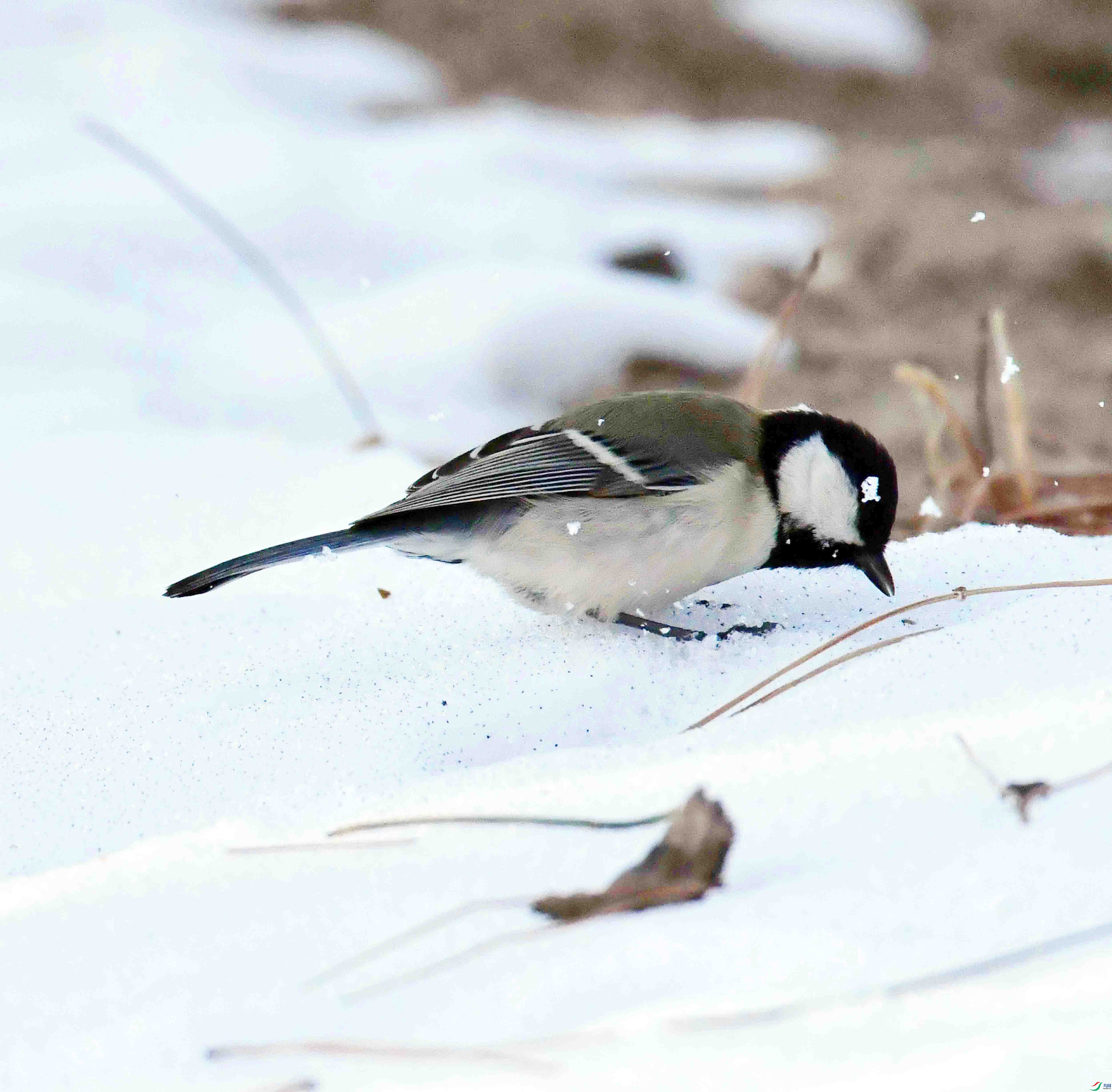 DSC_4054.JPG