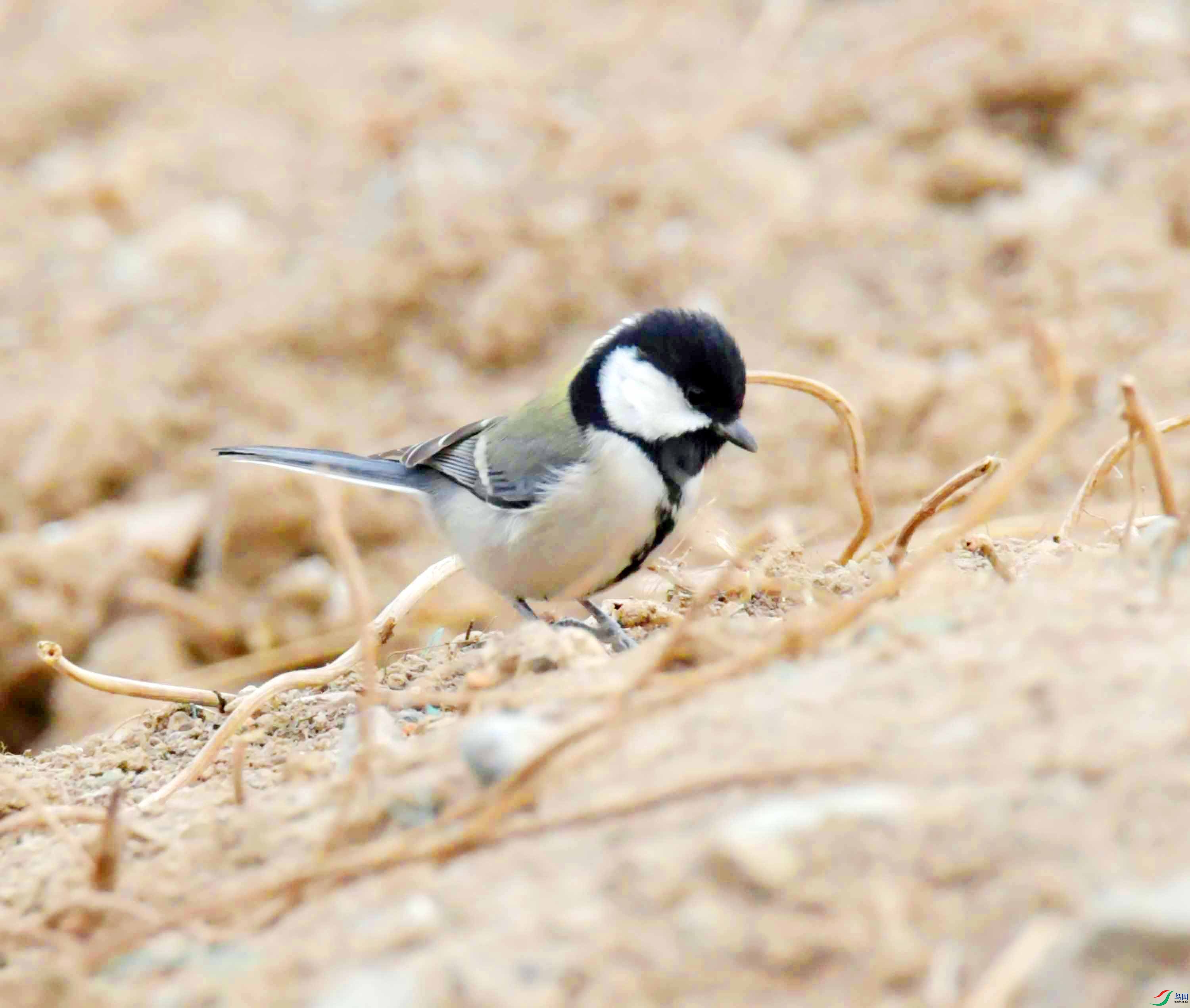 DSC_9134.JPG