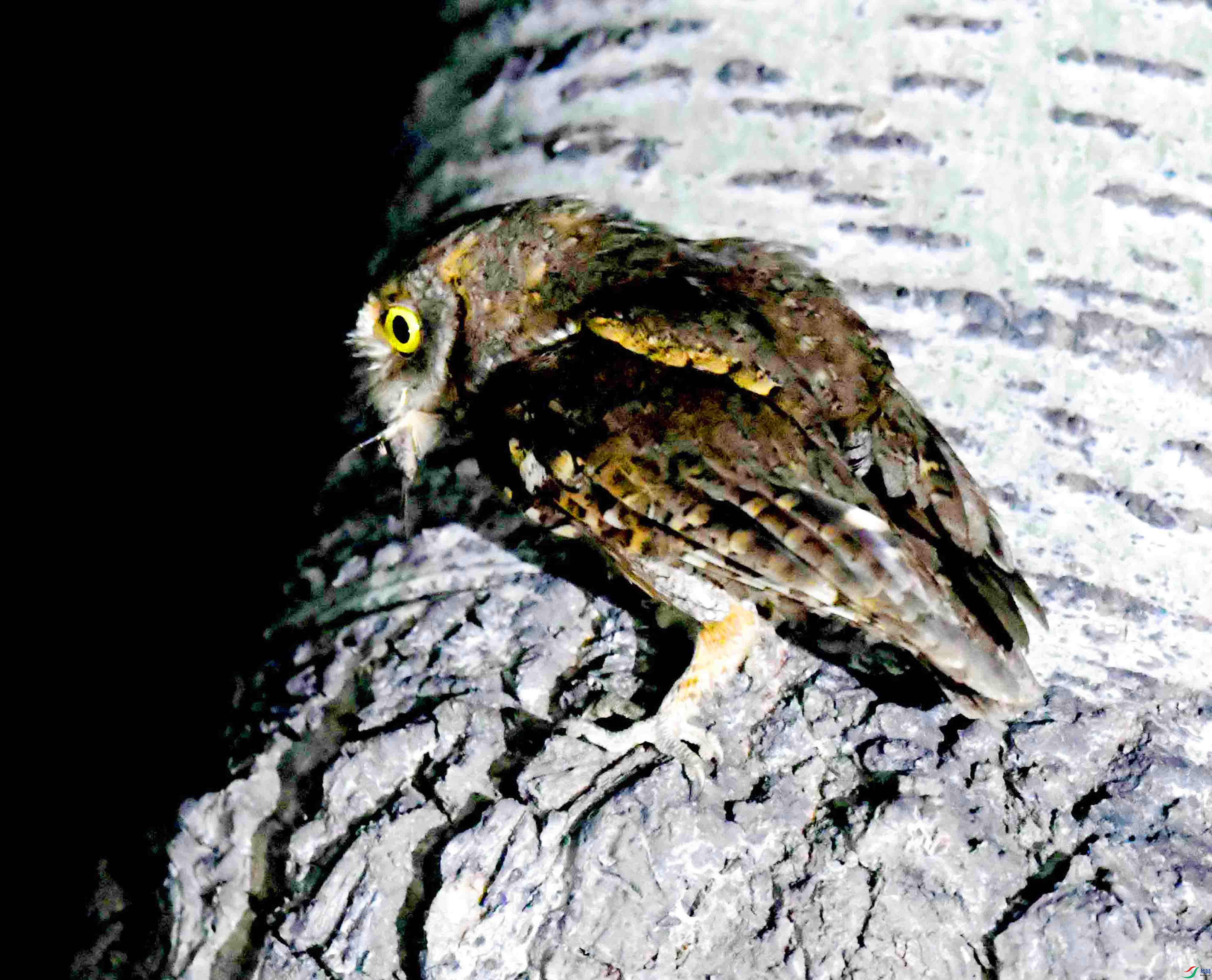 DSC_1732.JPG