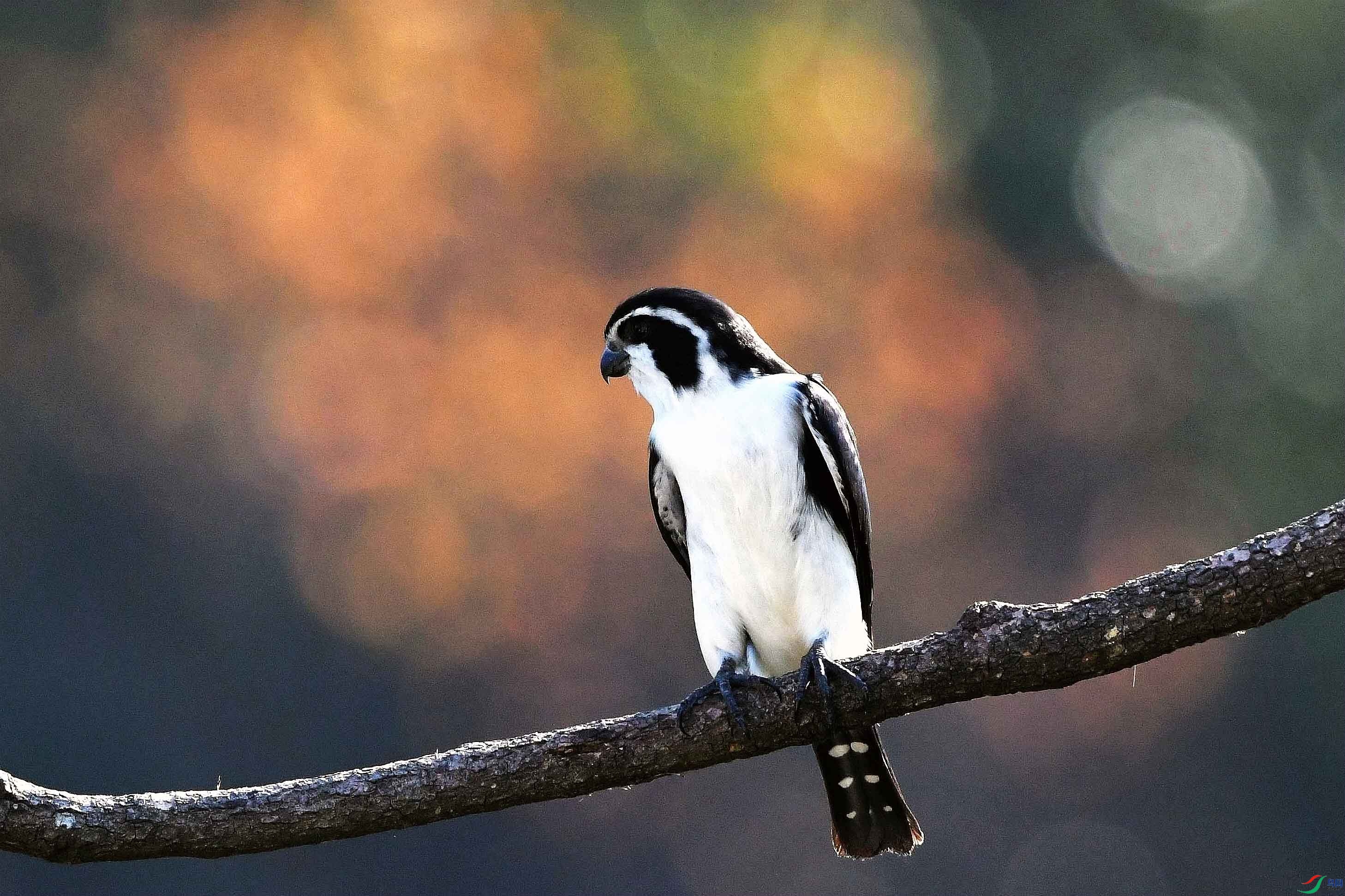 DSC_3440_����.jpg