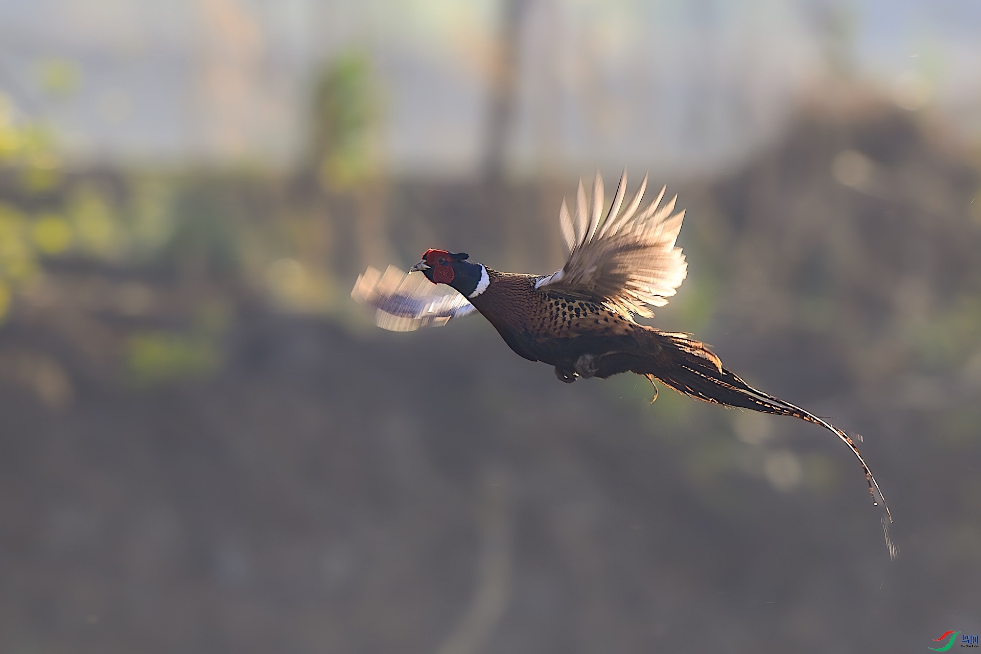 _XXL5022-����ǿ-NR ����.jpeg