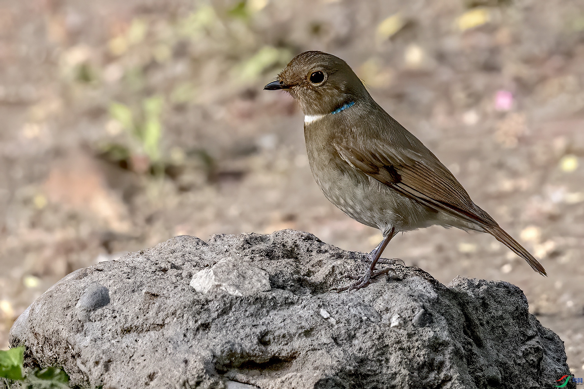 DSC_4122-.jpg