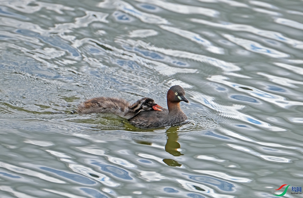 DSCF2961.1.jpg