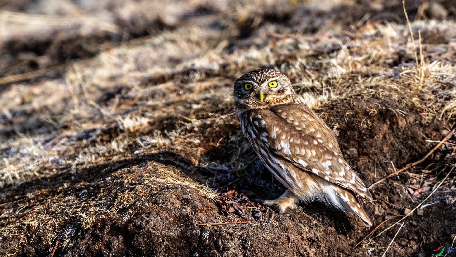 DSC01125-1.jpg