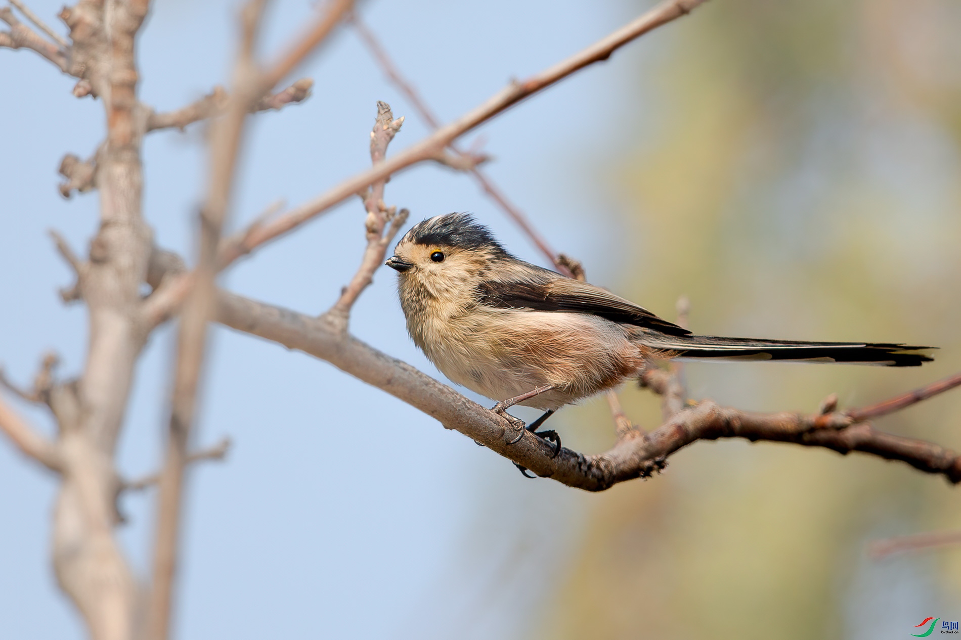 AQ4P8684-1.jpg