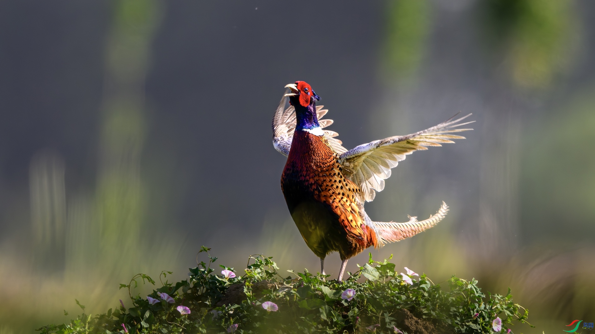 1_XXL0646-����ǿ-NR ����.jpeg