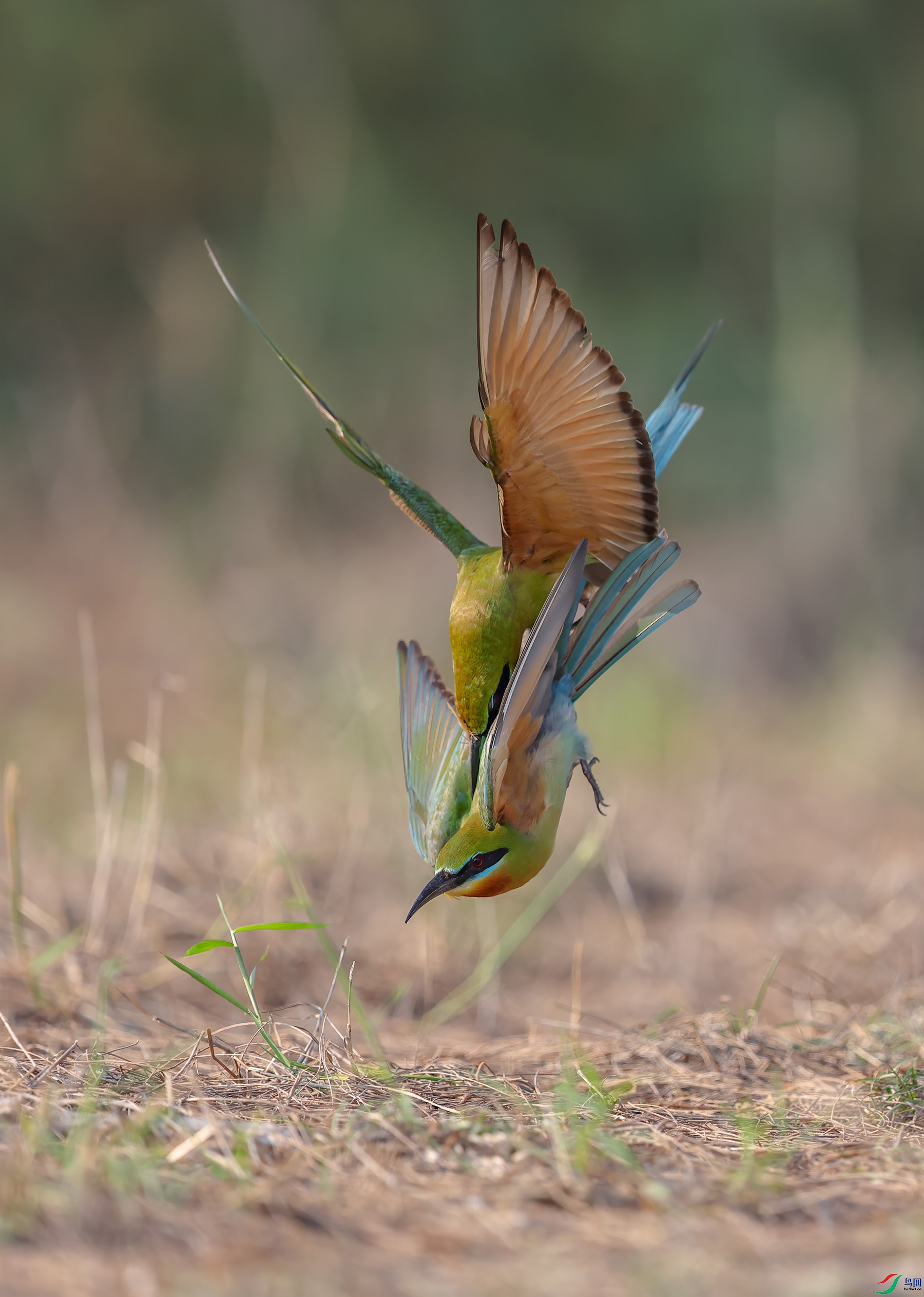 _T4A0796 ����w.jpg