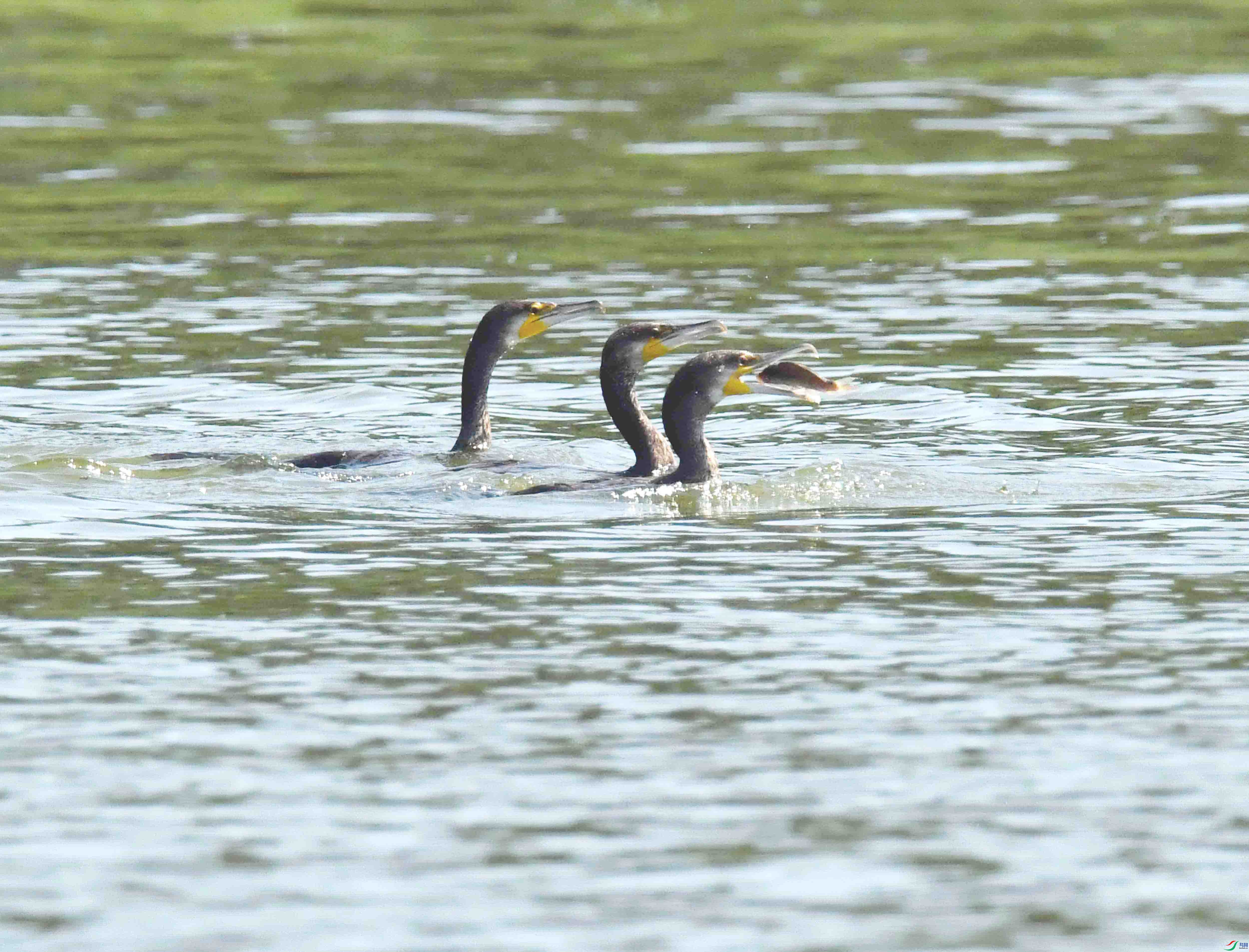 DSC_7415.JPG