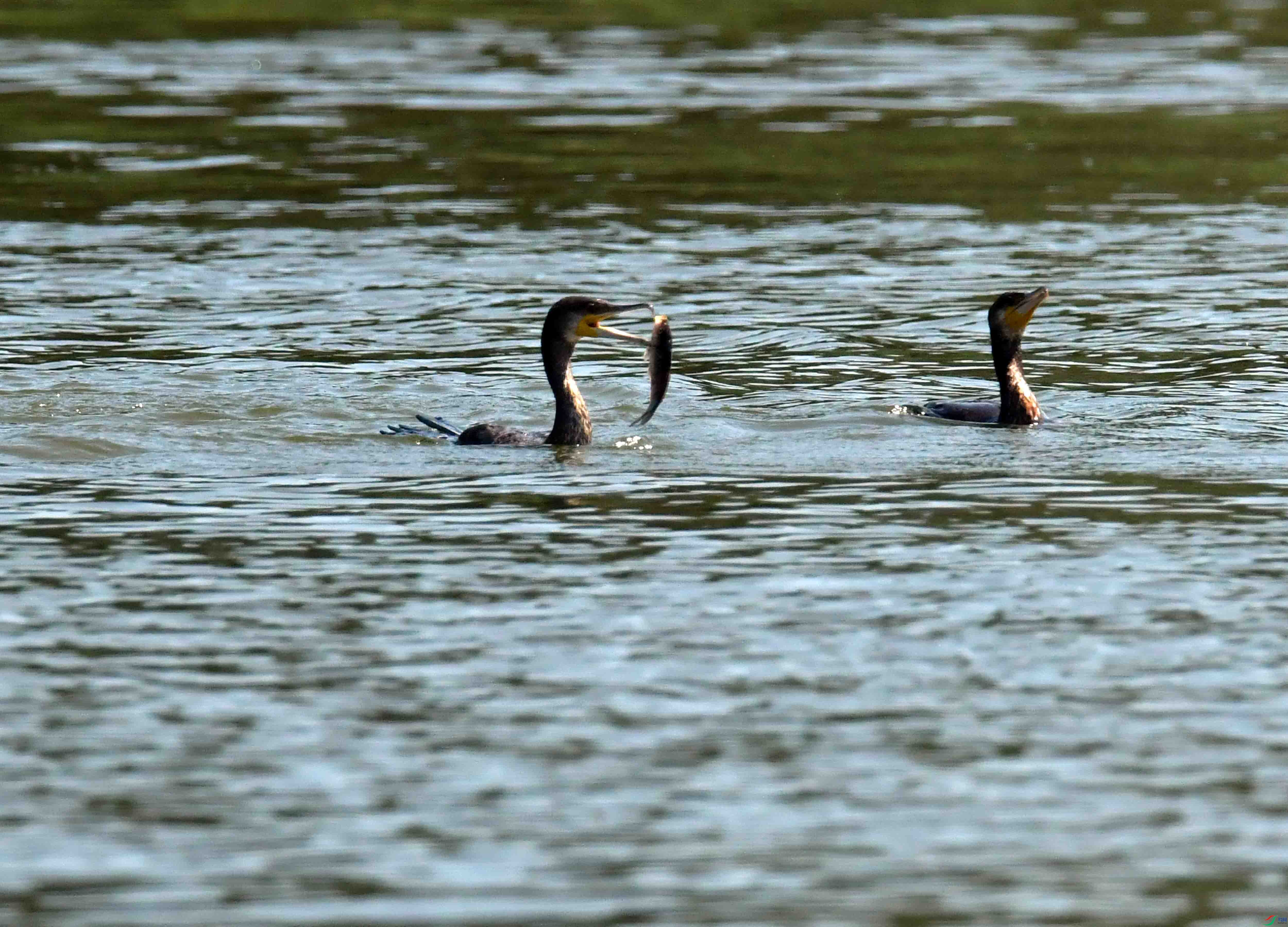DSC_7422.JPG