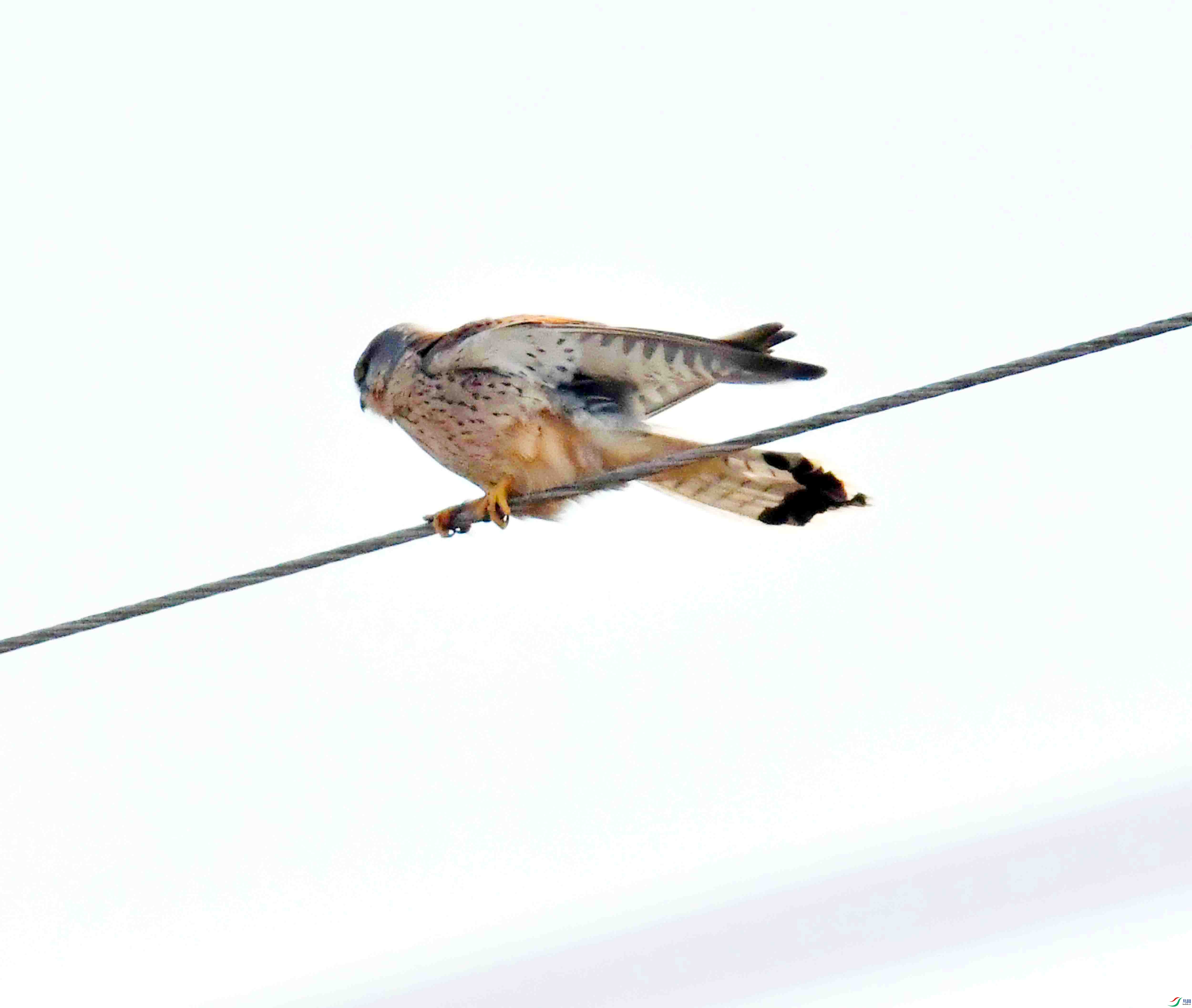 DSC_9392.JPG