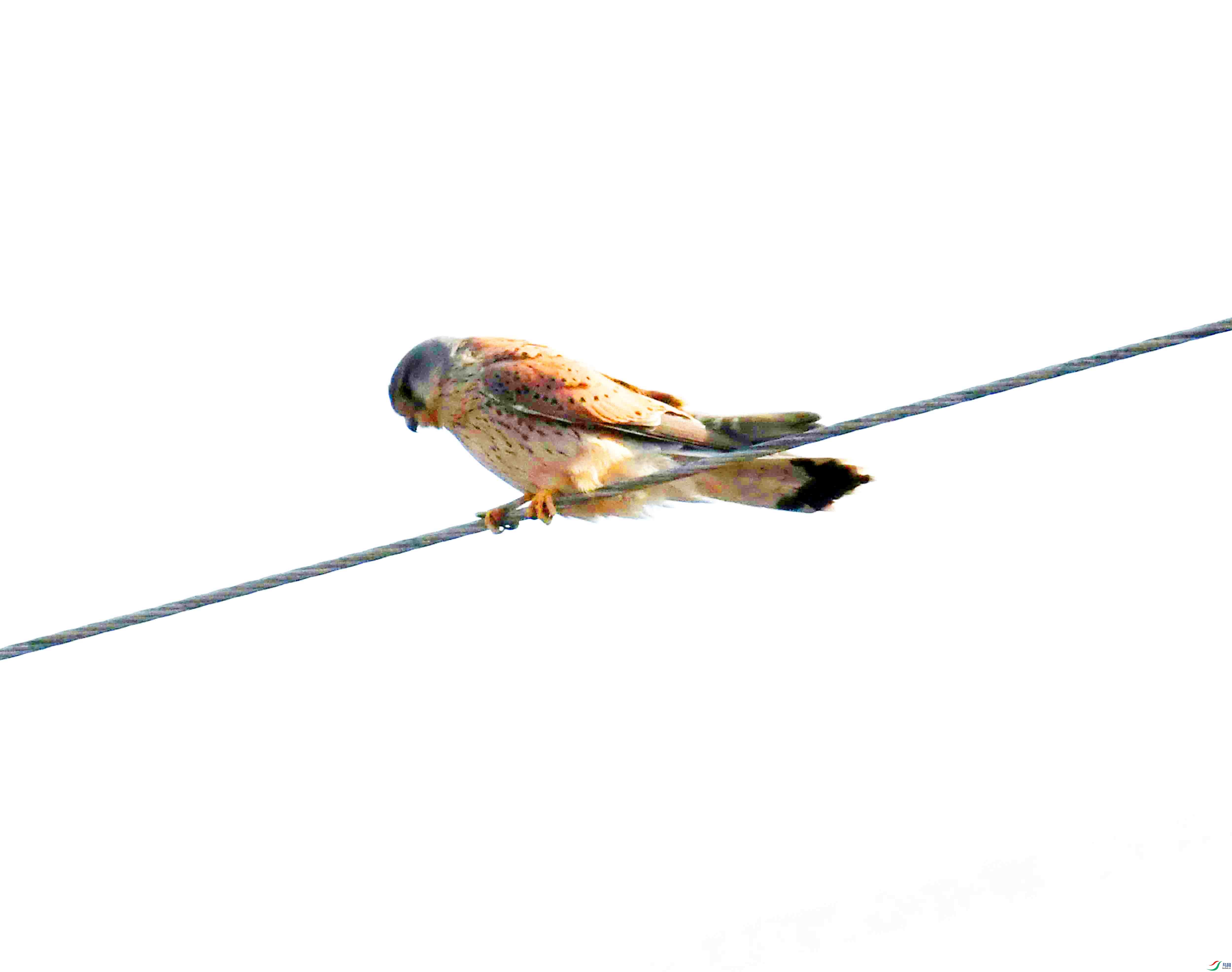 DSC_9398.JPG