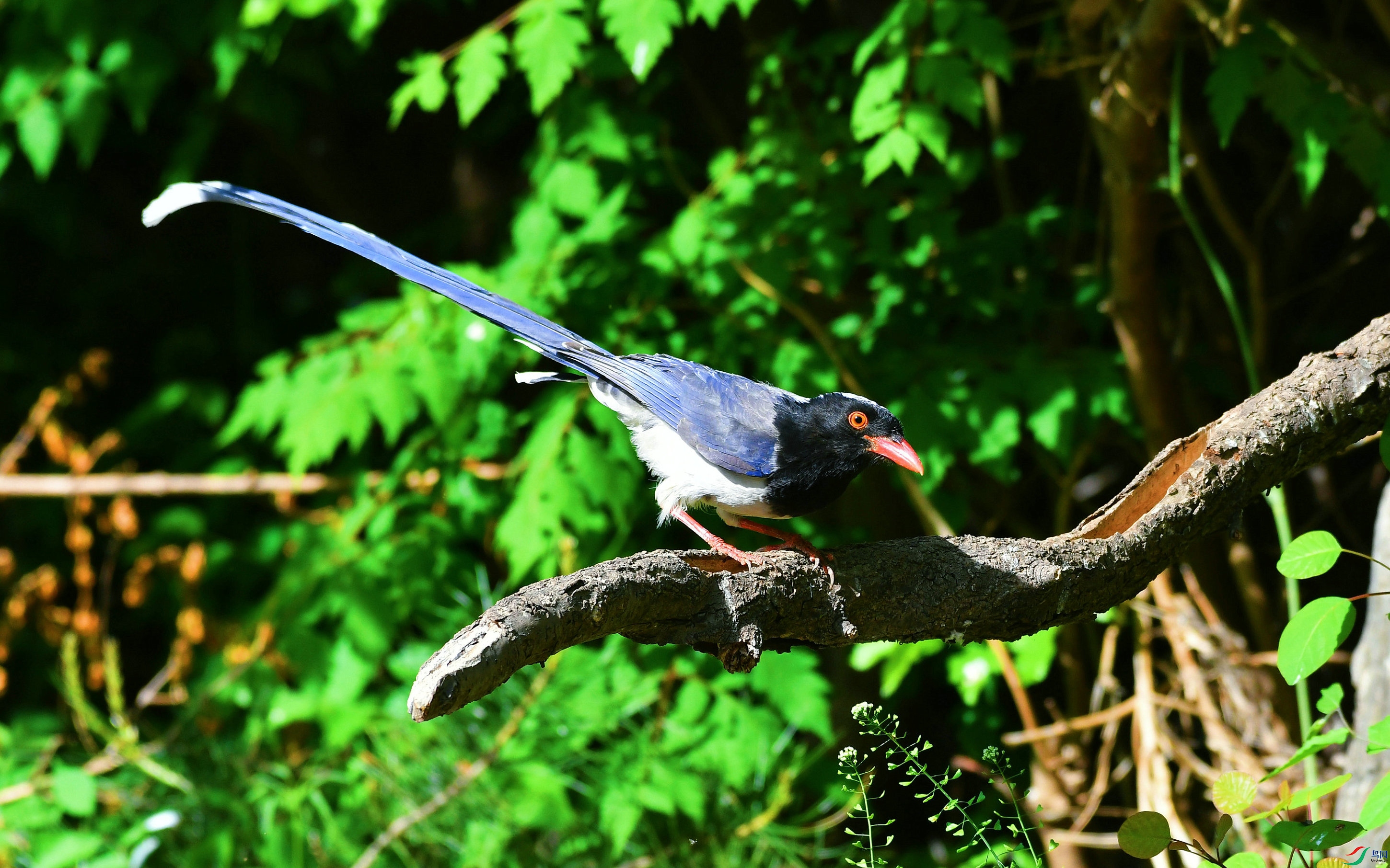 DSC_1286.JPG