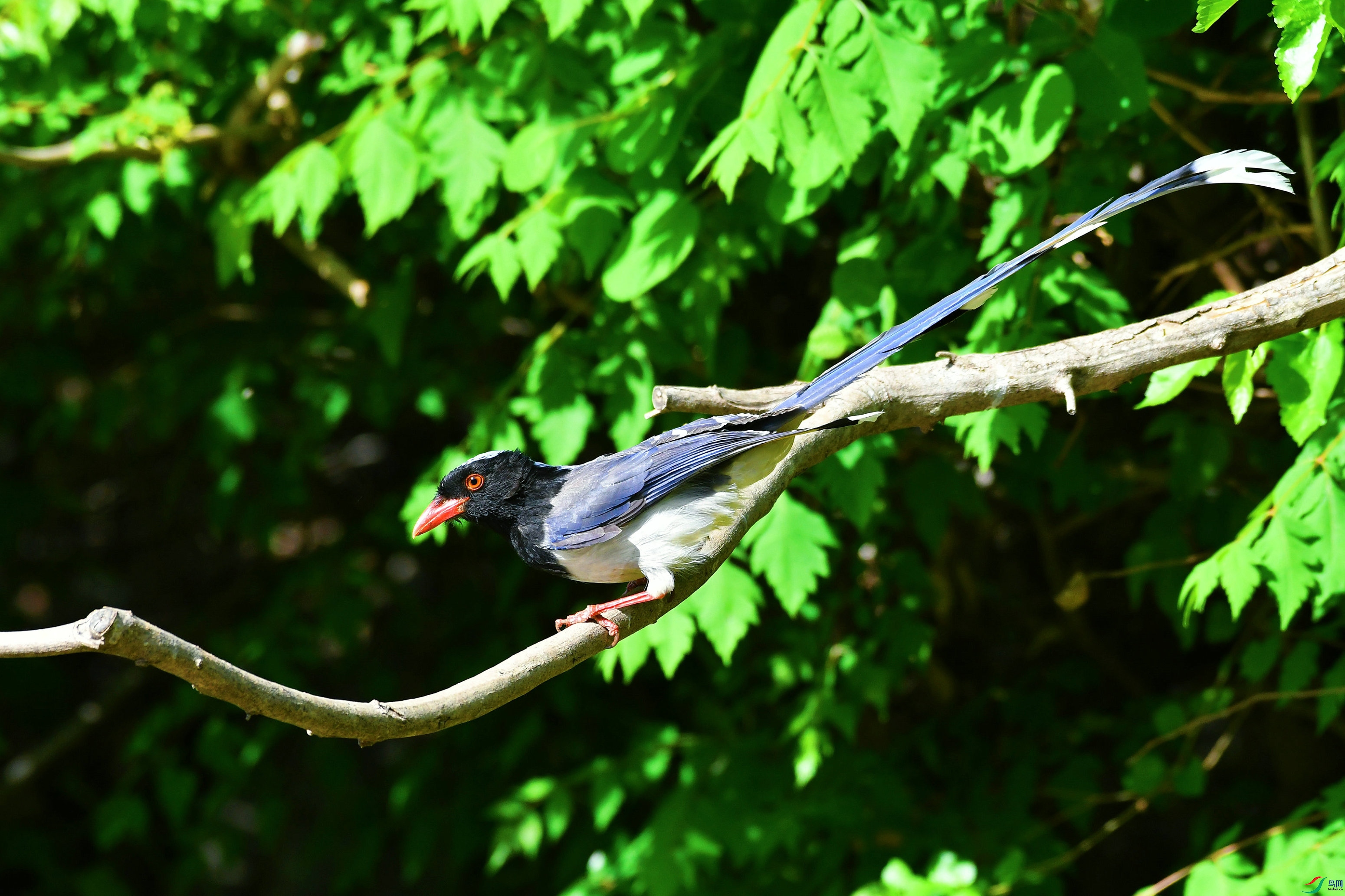 DSC_1261.JPG