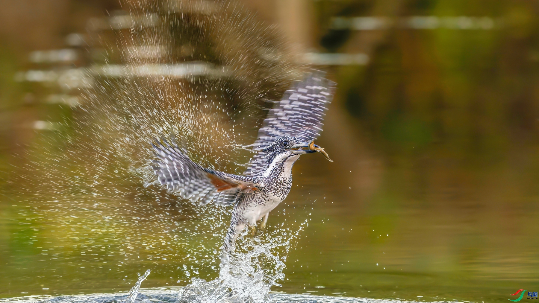 ��񹷹�����æ����ˮ��֪���С ���� СС�ո� �ܶ�.jpg