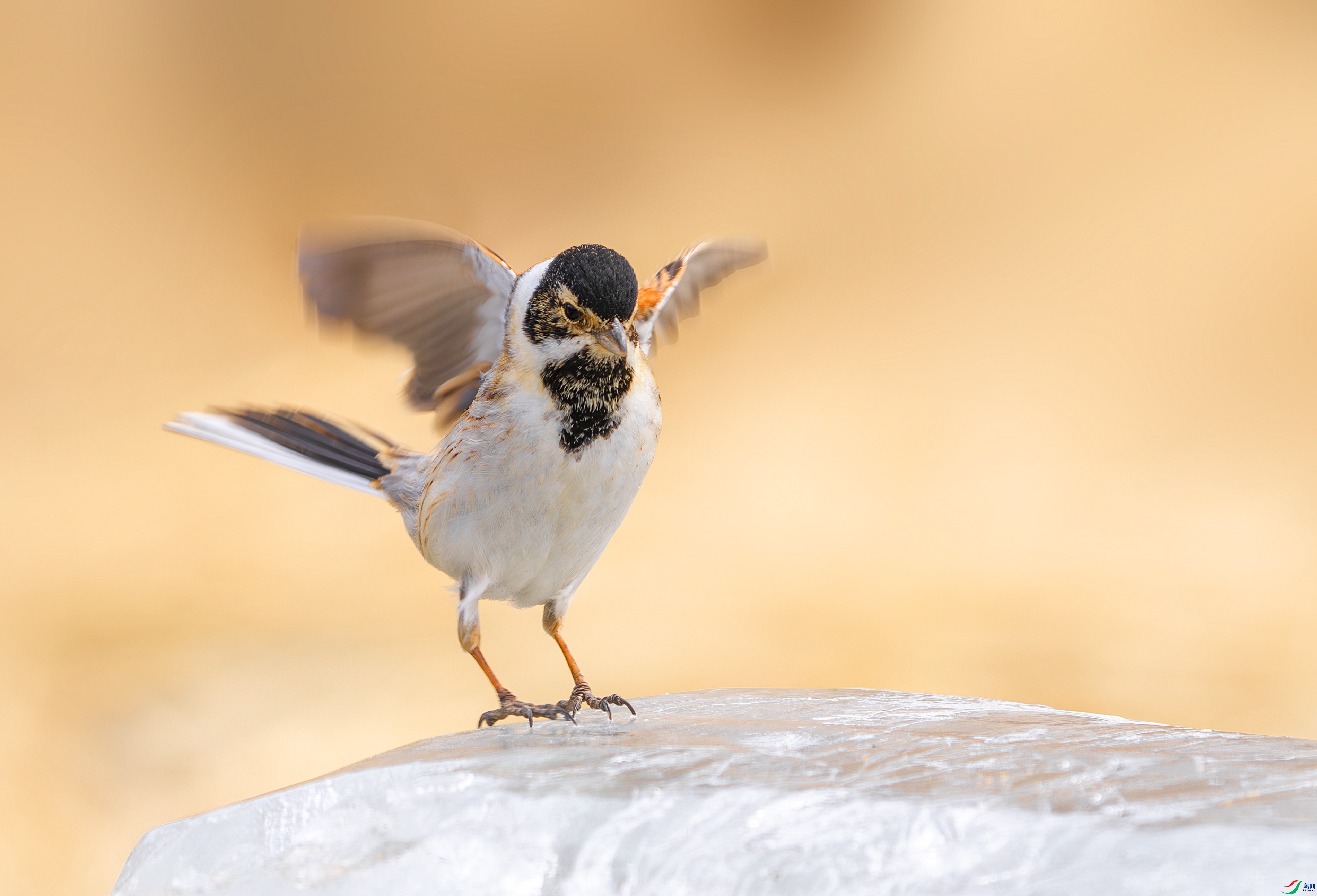 ���ݿ�ʼ��  ���� С�׺� �ܶ�.jpg