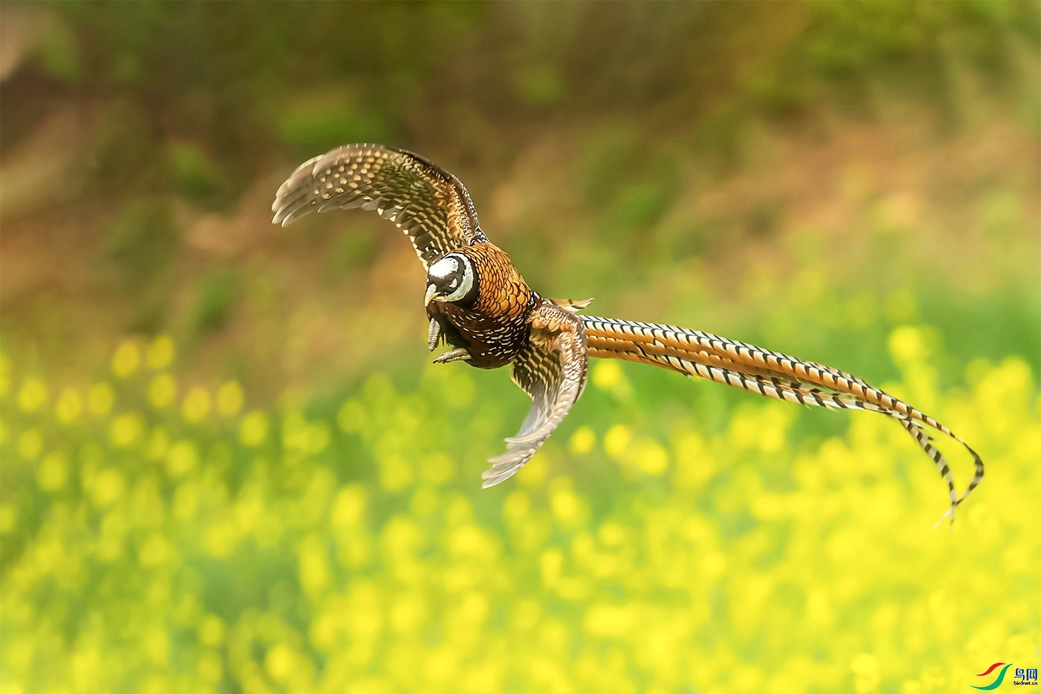 �׹ڷ� ���� ͧ�� ����.jpg