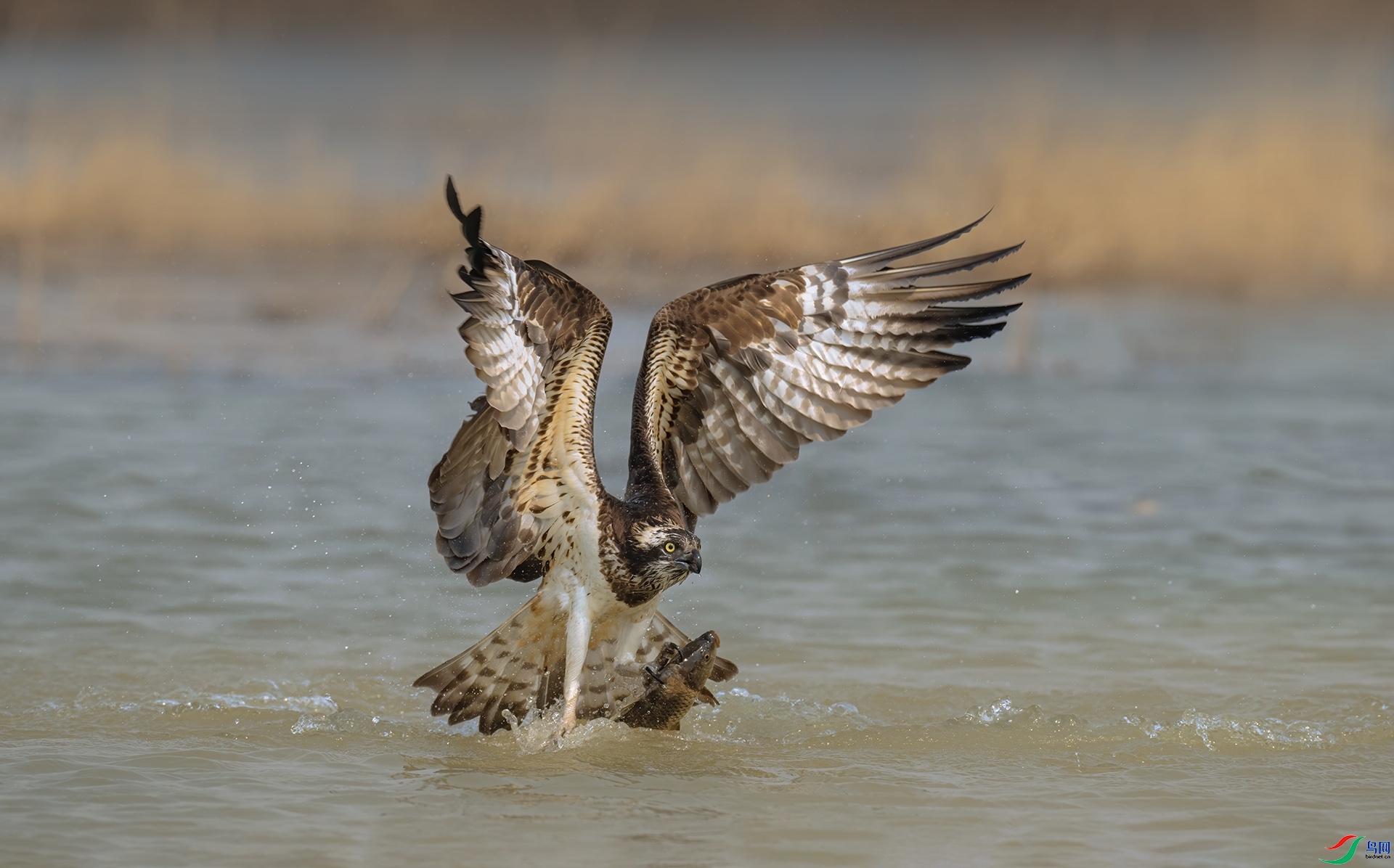 ����ץ��  ���� �������� ����.jpg