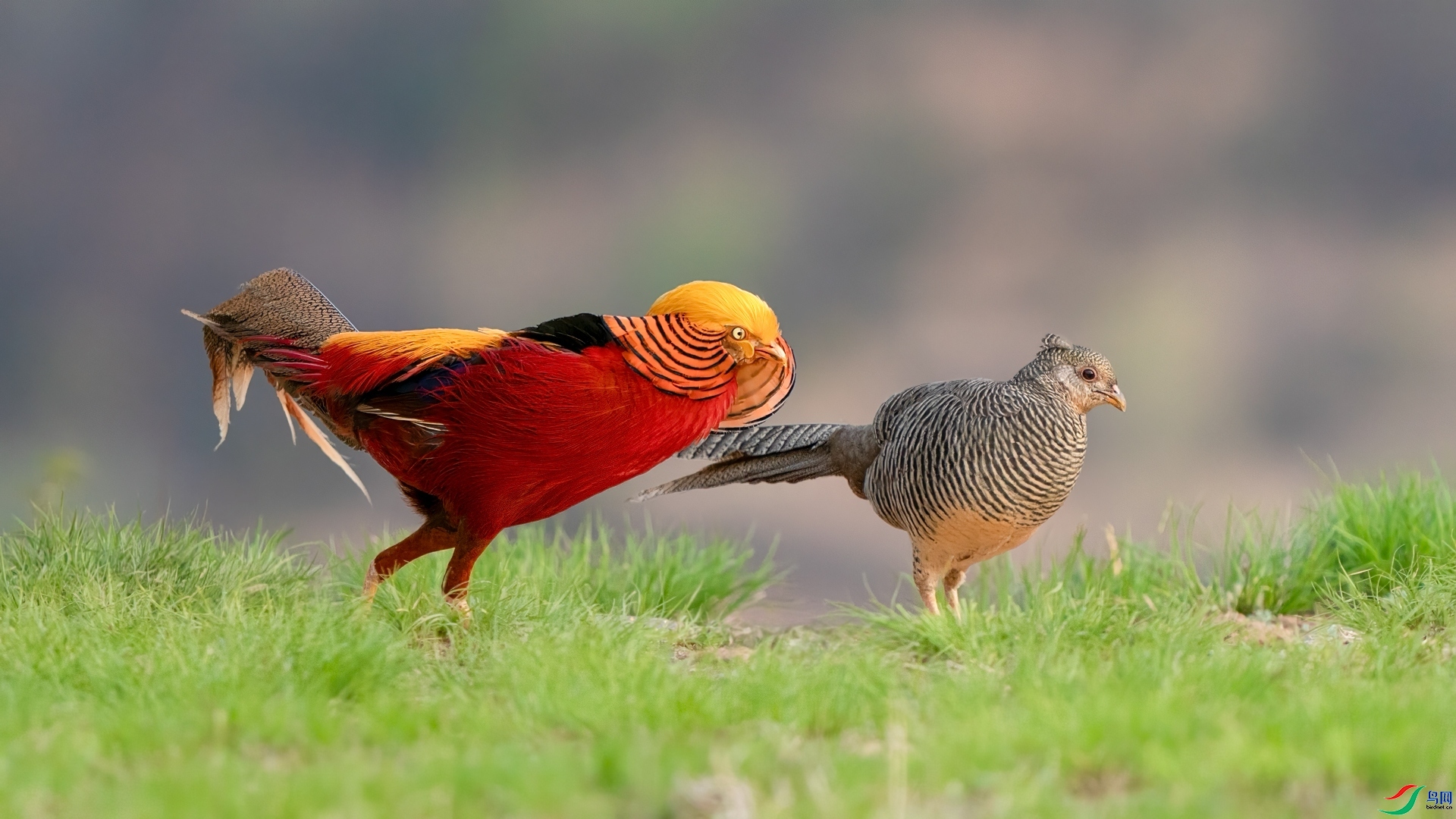 �е�ϣ���ˣ�  ������������ ����.jpg