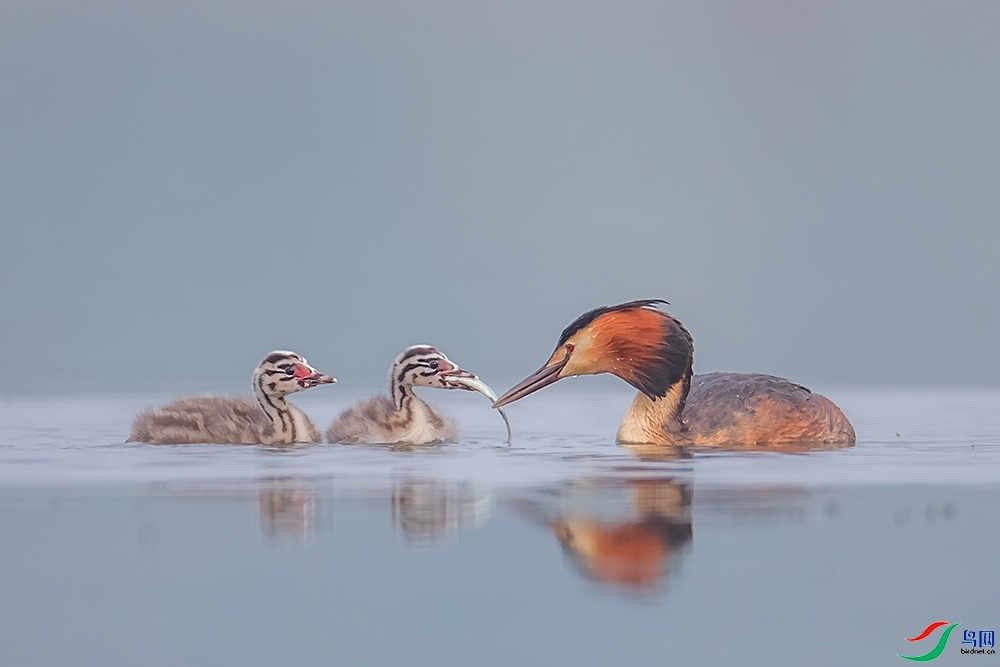 ף���µ�ĸ�׽��տ���  ���� ���ַ� ����.jpg