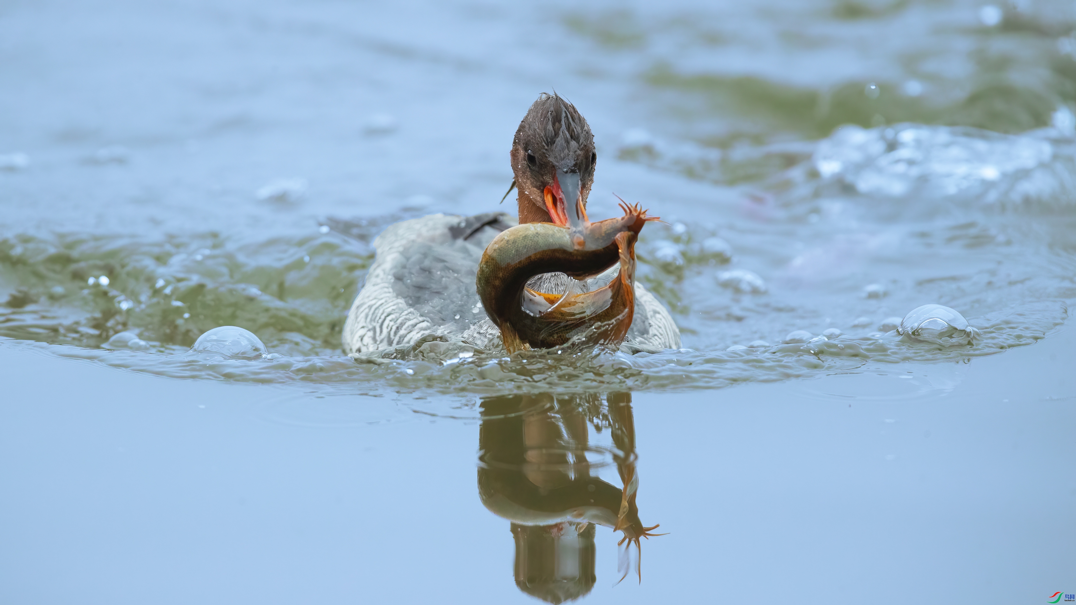 �������� ���� С���� ����.jpg