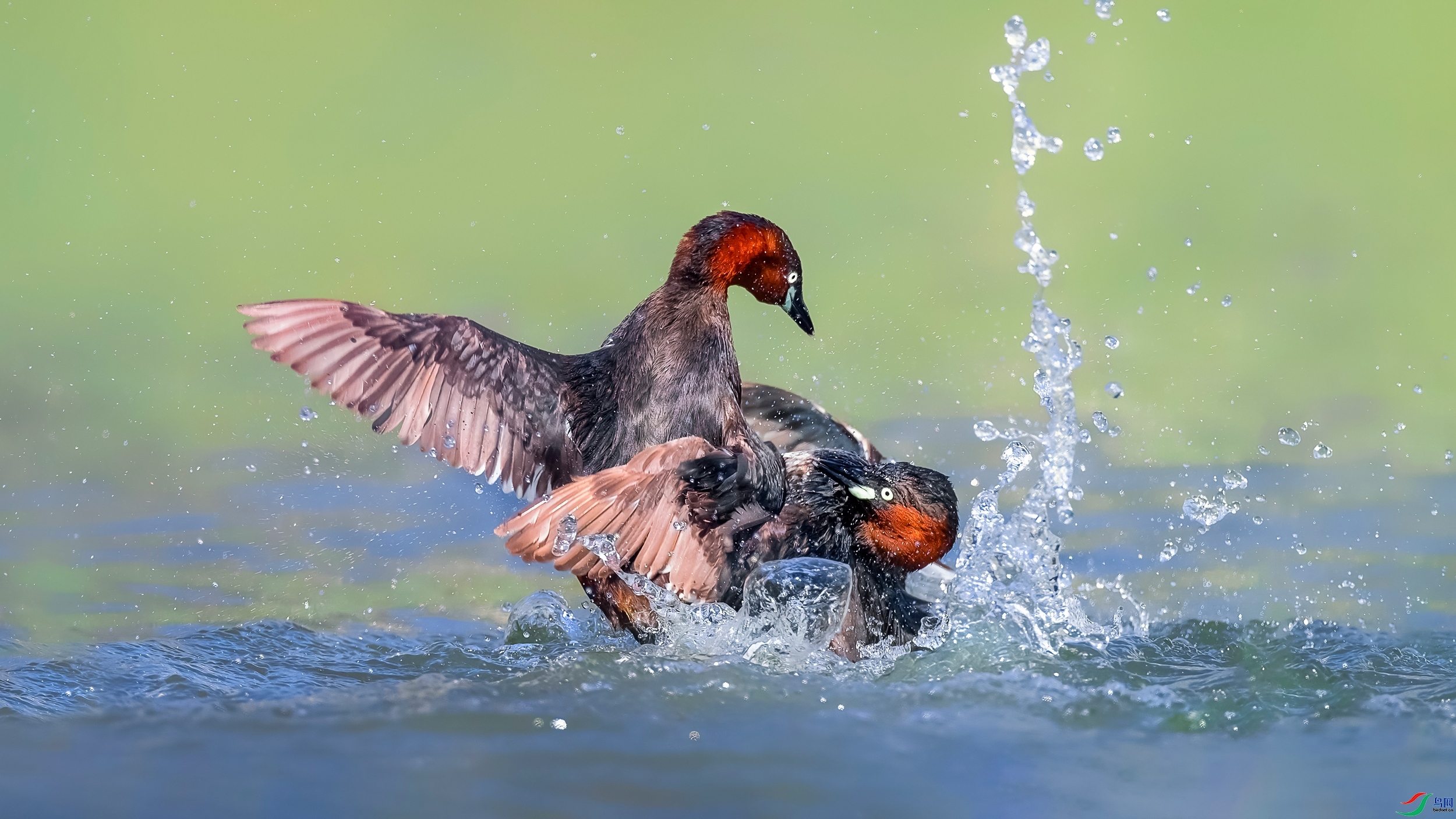 ��ս  ����  Hsia  ����.jpg